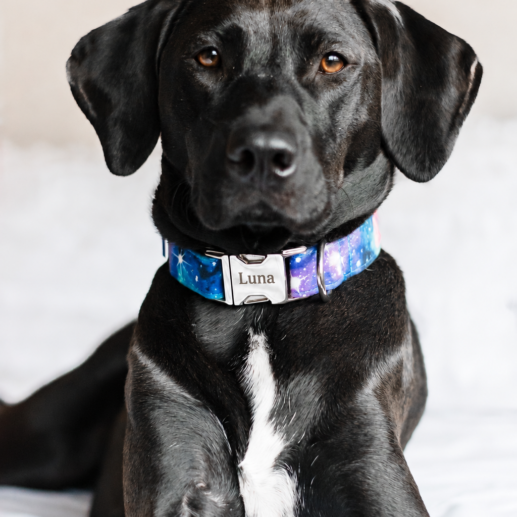 Which Dog Collar Buckle Is Best? A Guide to Duke & Fox Buckle Options