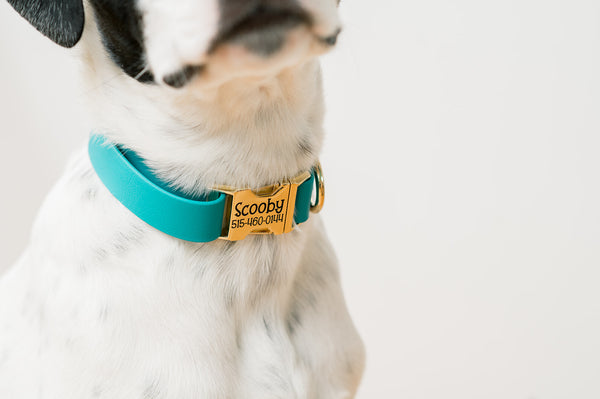 The Benefits of a Biothane Collar