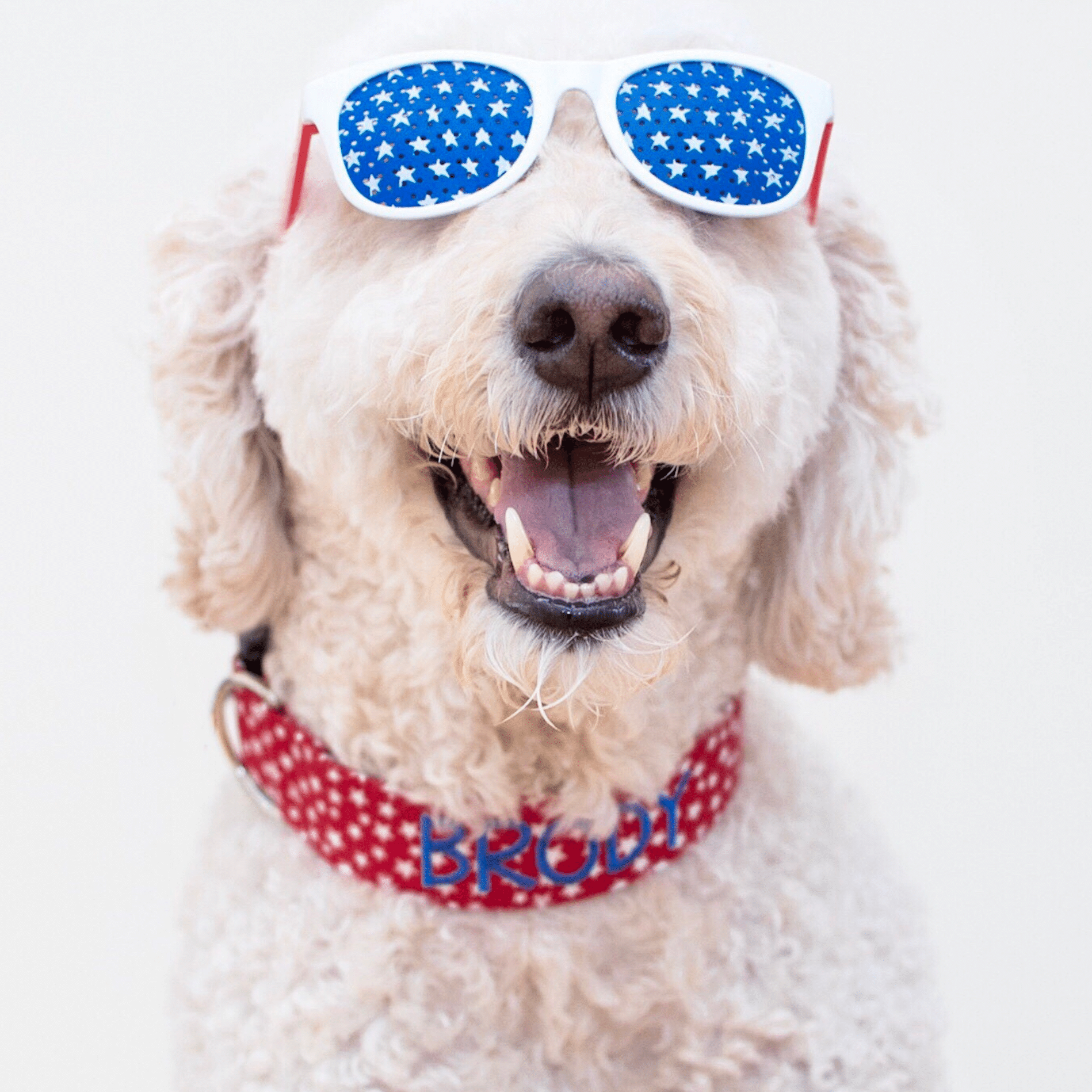 Dog in Fourth of July collar from Duke & Fox