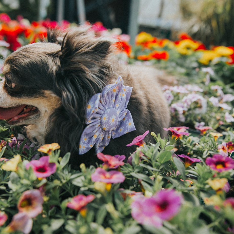 It's Spring Y'all, Time To Get Outside!