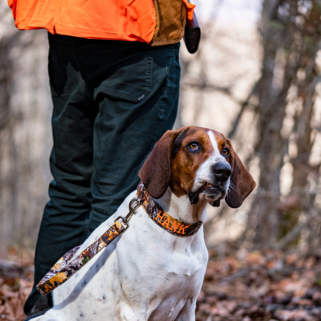 Safety tips for hunting with your dog. Hunting dog gear. Train your dog to hunt.