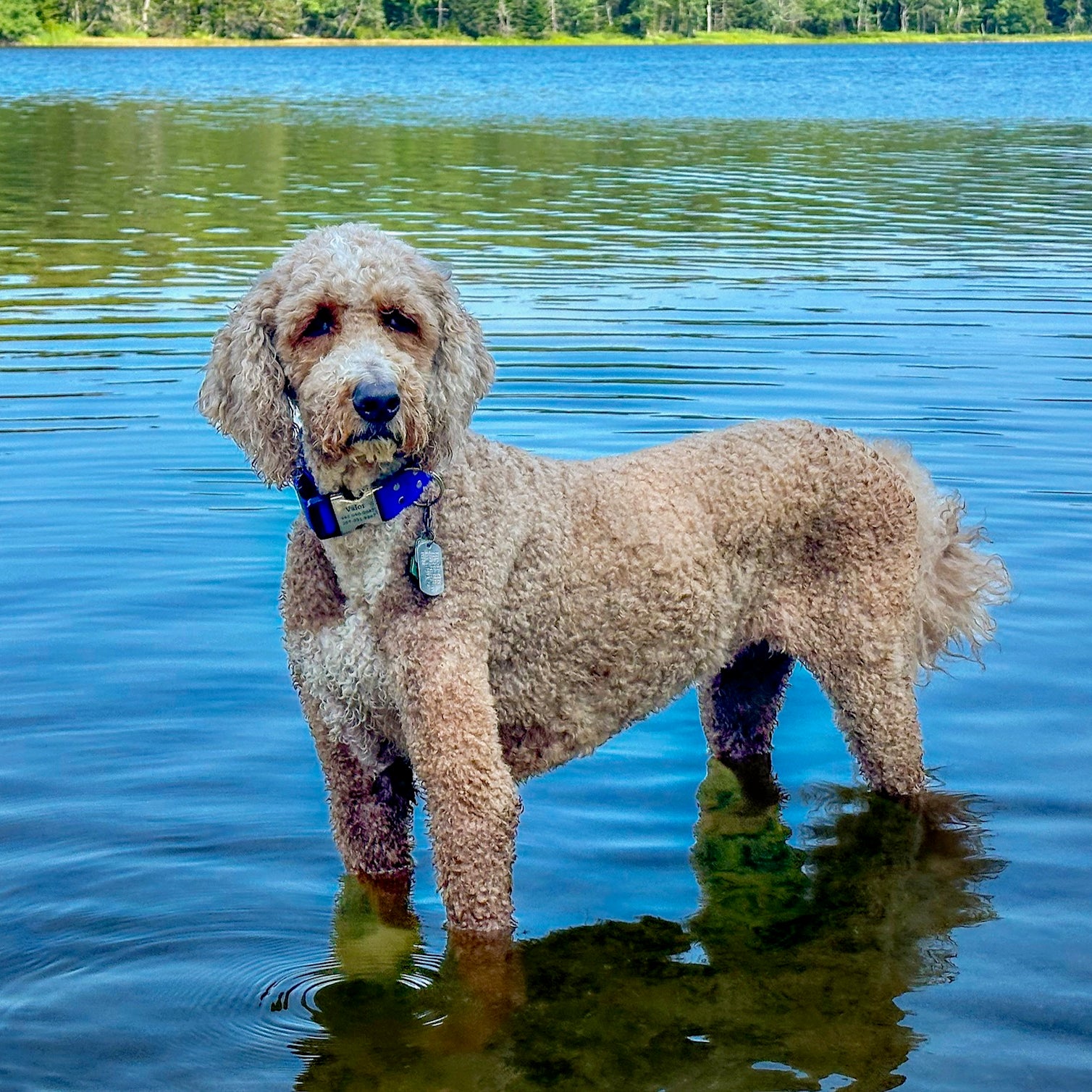 The Ultimate Guide to Biothane Dog Collars: Durability Meets Style