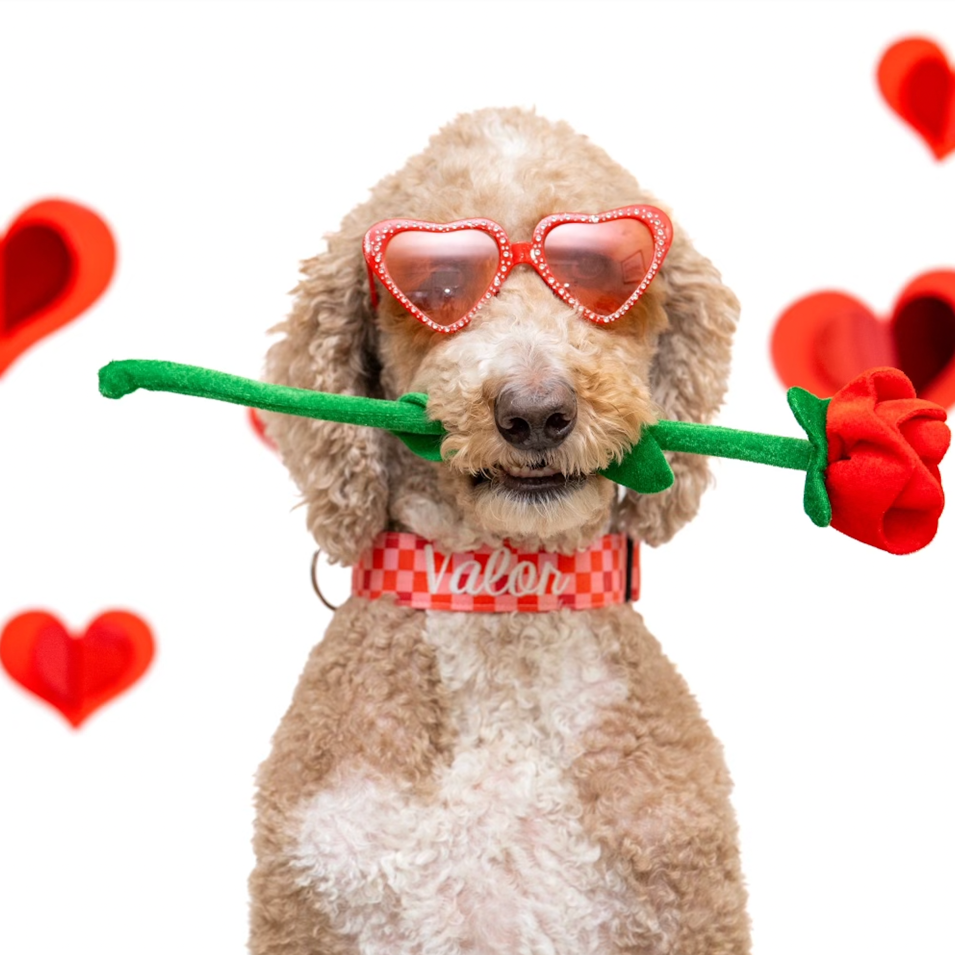 A Golden Doodle wearing a personalized embroidered pink and red Valentine's Day Collar. Personalized checkered Valentine's Dog Collar by Duke and Fox. Duke & Fox Embroidered Dog Collars.