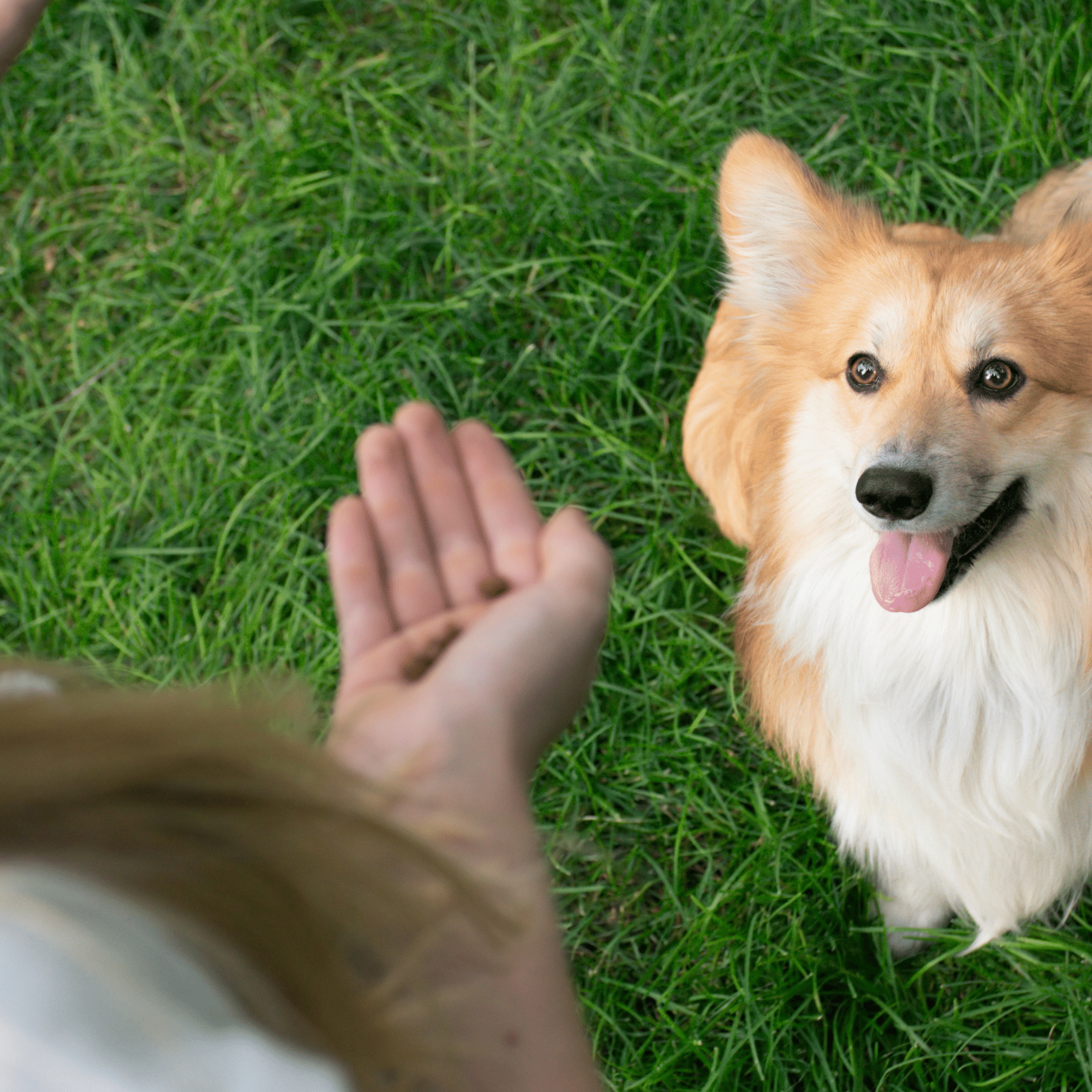 dog training positive reinforcement training