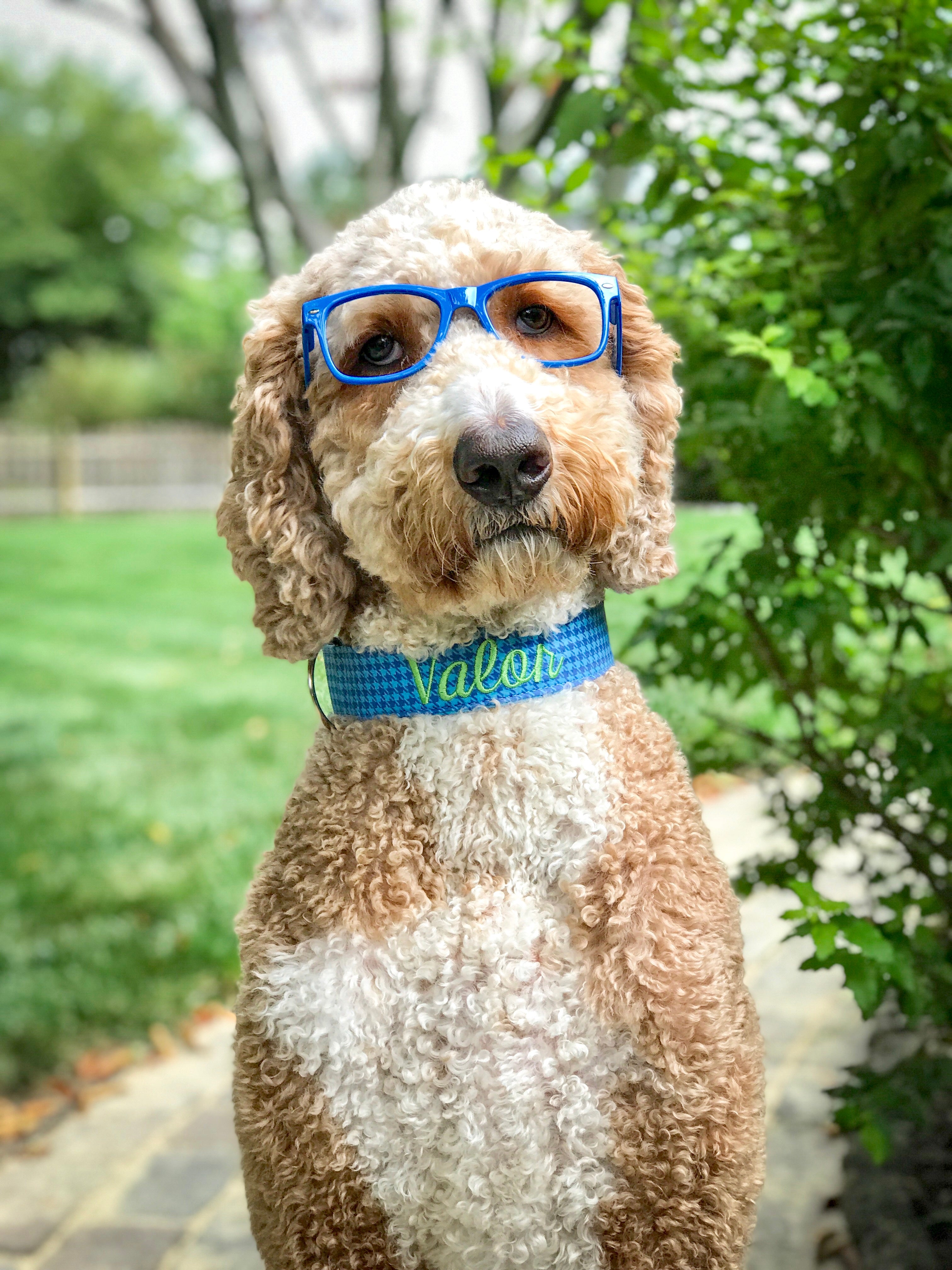 Is Doggie Daycare Right for My Dog?