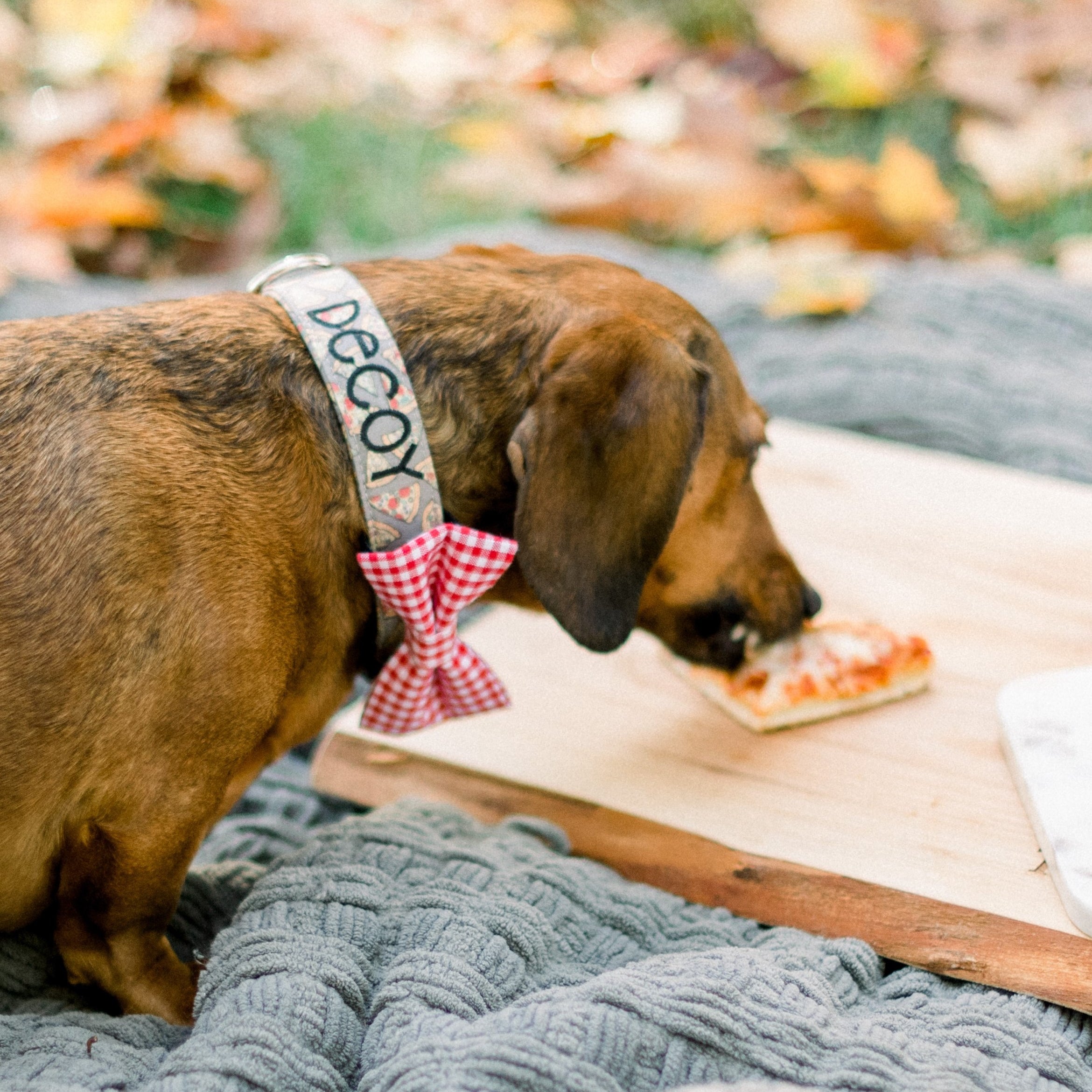 Dog Collar Bow Ties
