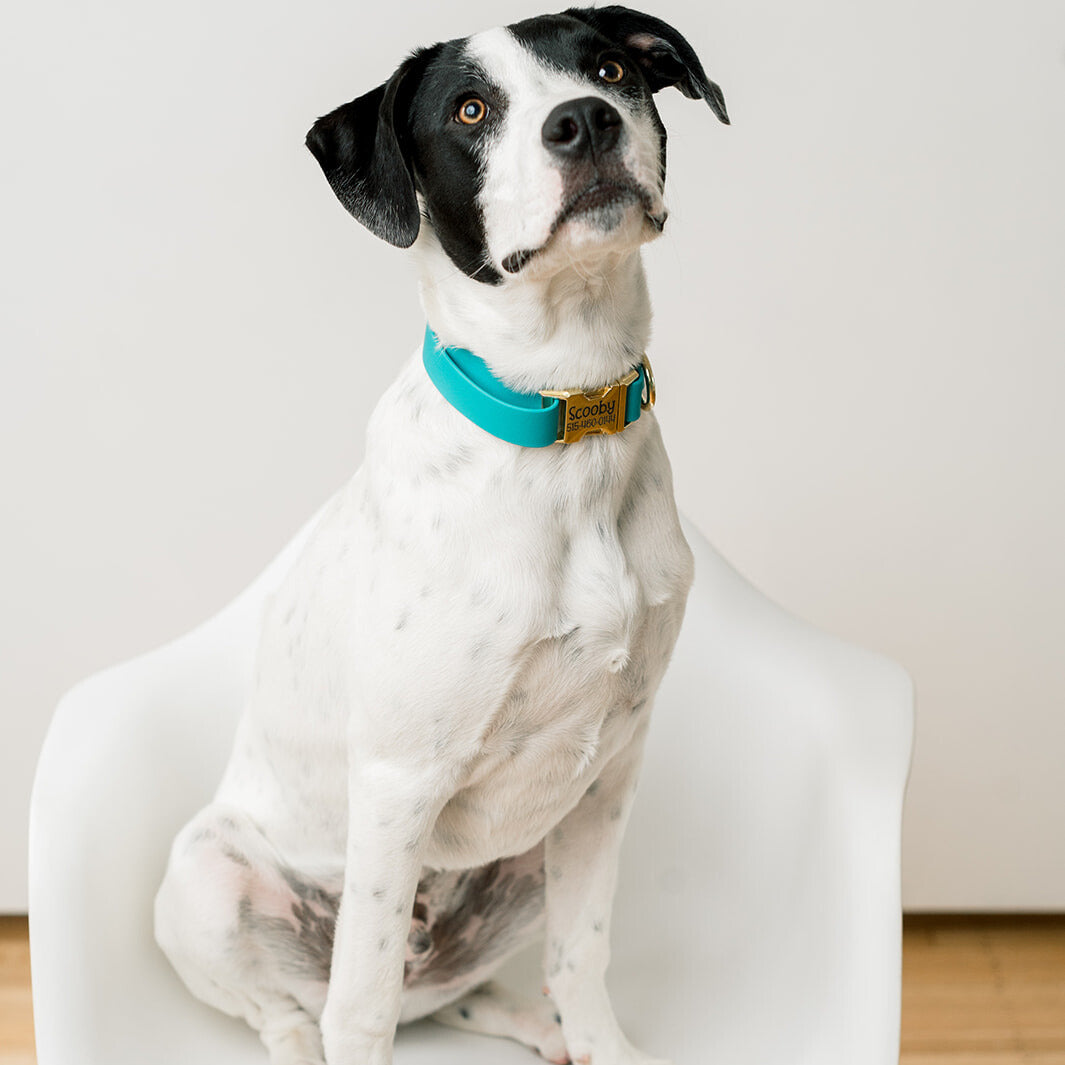 Biothane® Dog Collars by Duke & Fox®