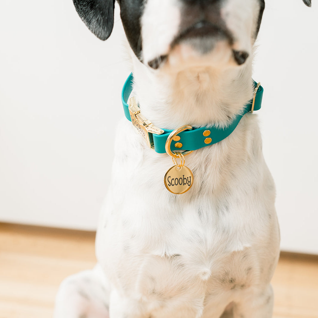 Personalized Pet Identification Tags