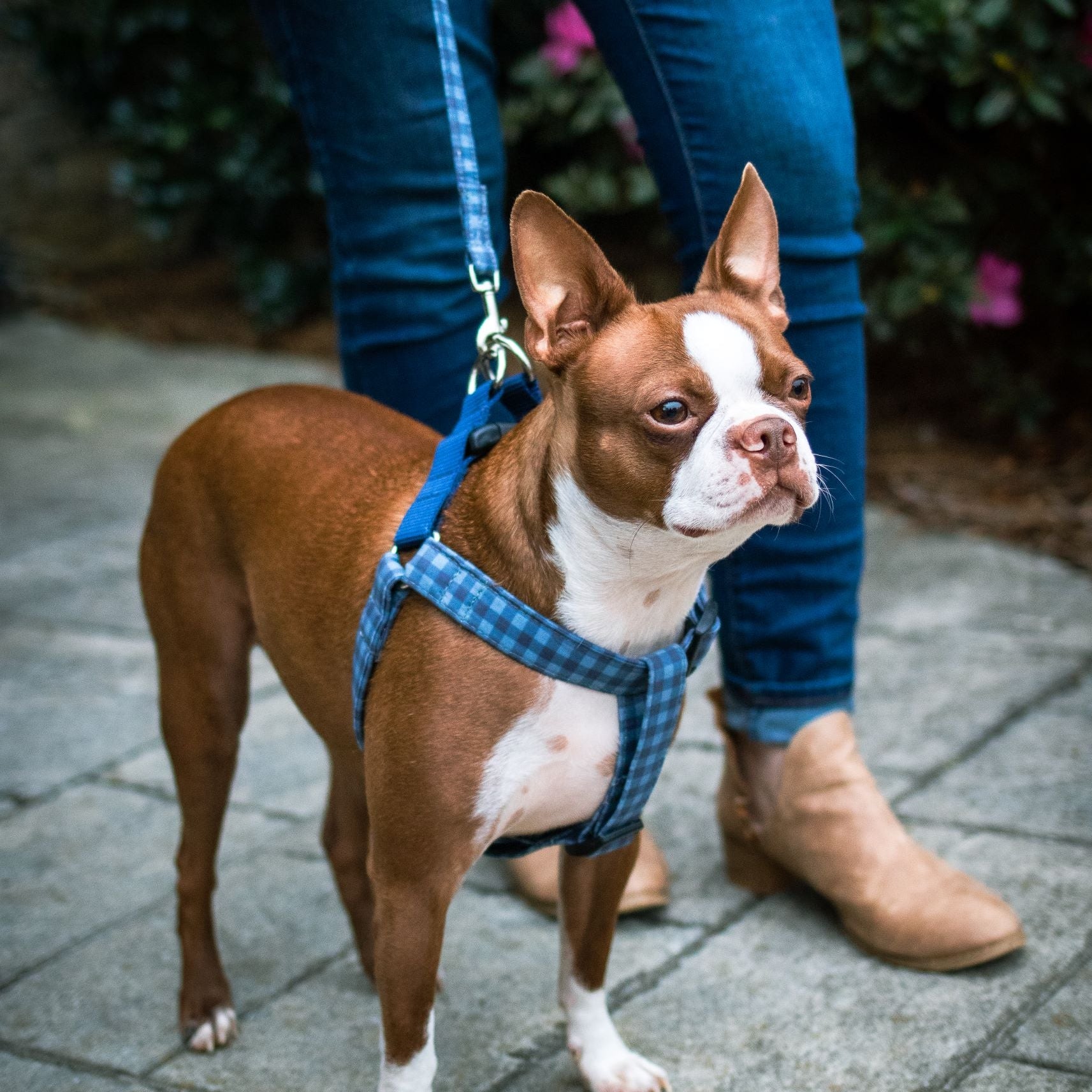 We are happy to customize your dog collar, harness, bows, and leashes to fit your pups personality. We made dog collars and all the matching accessories for all breeds, sizes, and attitudes.  Boston Terrier wearing a walk in harness made by Duke & Fox.