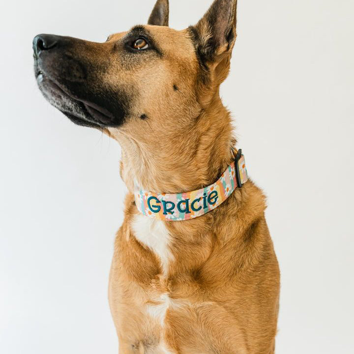 Personalized Dog Collars, Embroidered Dog Collar with Collar flower, Custom Dog Collar