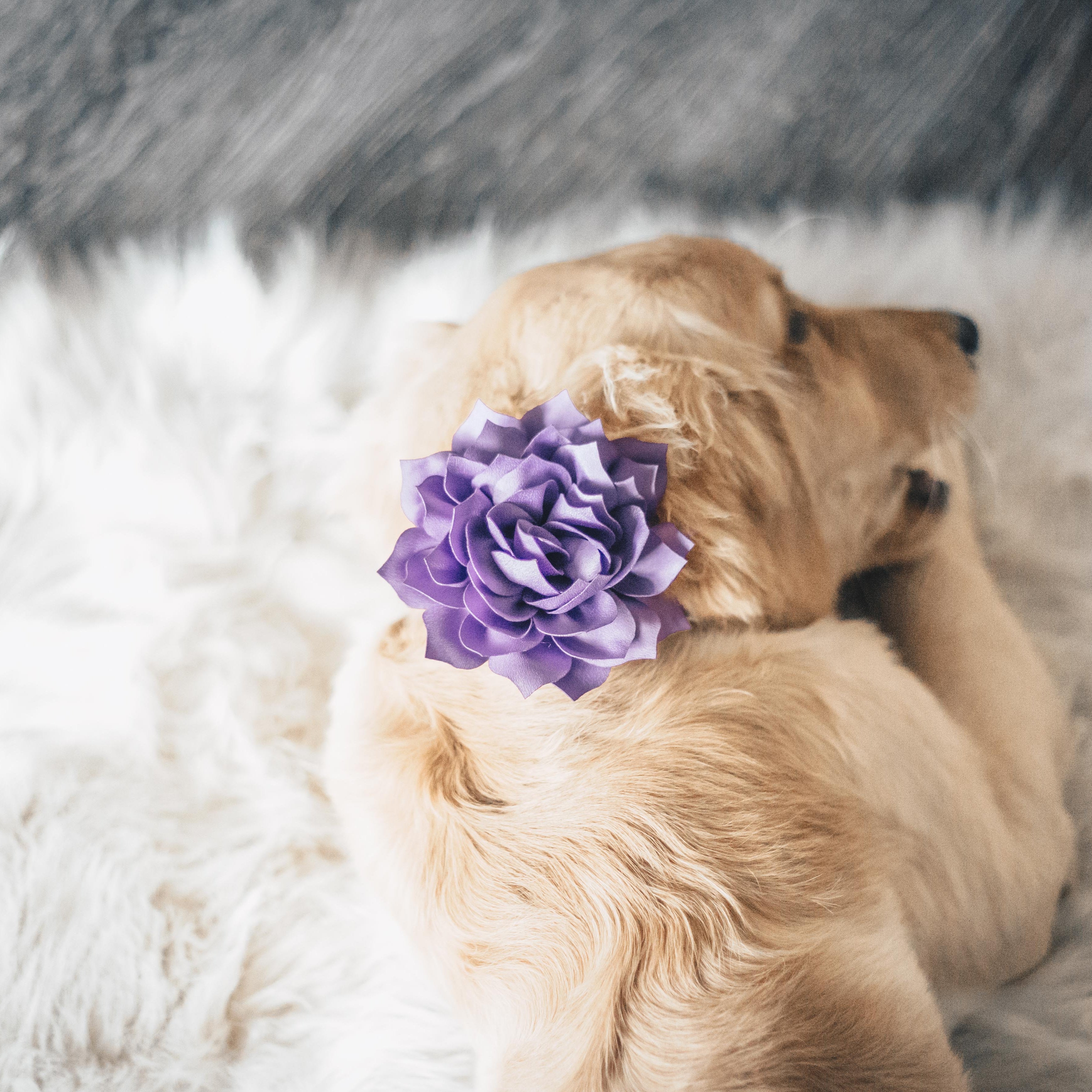 Dog Collar Flower