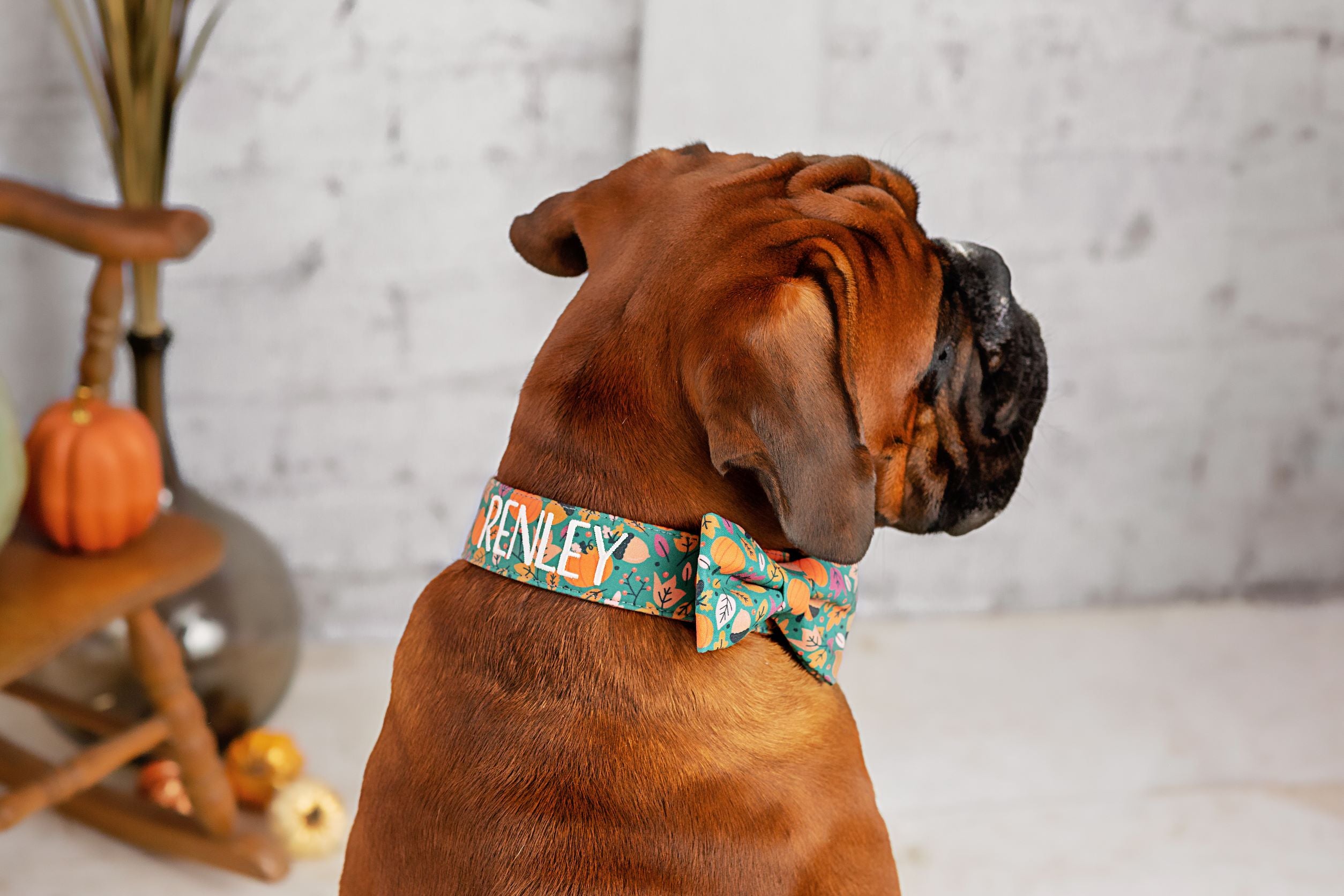 Whether choosing from a traditional dog collar, embroidered dog collar, or engraved buckle dog collar, you’ll find a great selection of personalized dog collars to choose from.  Duke & Fox® personalized dog collars come in a variety of unique styles and patterns. Our embroidered collars and engraved buckle collars also add to your dog's safety and your peace of mind with critical contact information should you and your dog get separated.  Dog wearing green pumpkin dog collar with matching bowtie.