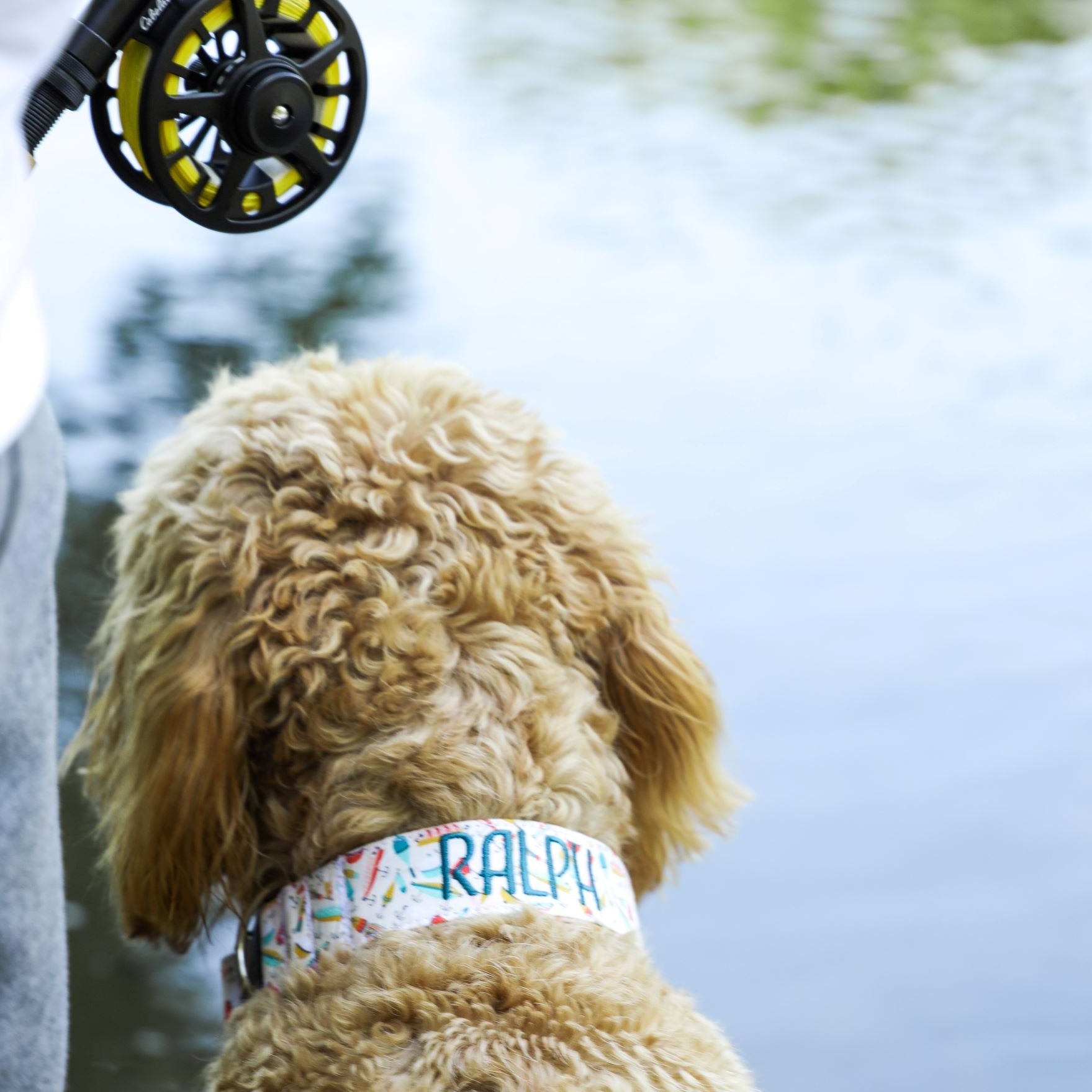 Goldendoodle Dog Collar. Golden doodle wearing a fishing lures dog collar that is embroidered.