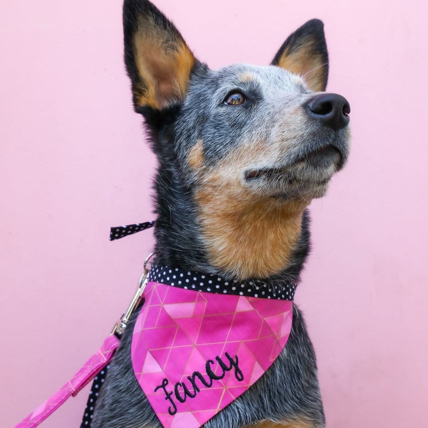 Blue Heeler wearing a pink personalized dog bandana