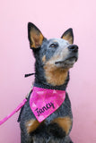 Blue Heeler wearing a pink personalized dog bandana