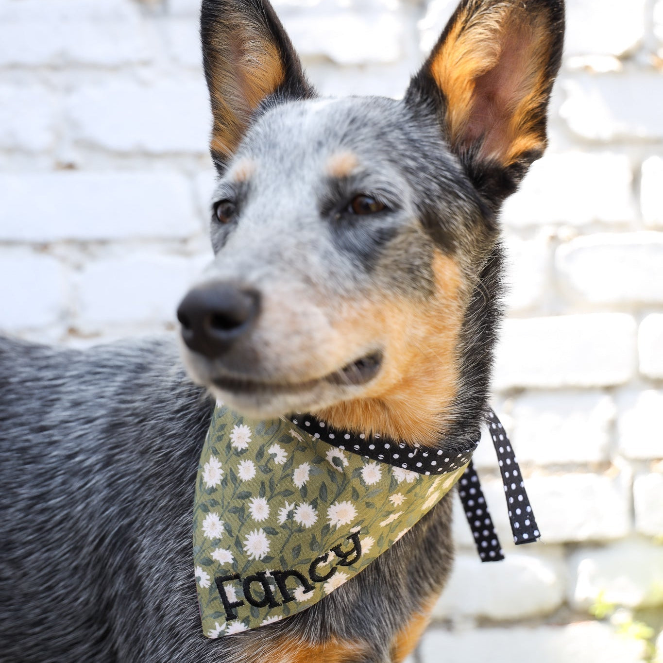 Blue Heeler wearing a personalized Duke & Fox bandana. Daisy dog bandana modeled by a blue heeler