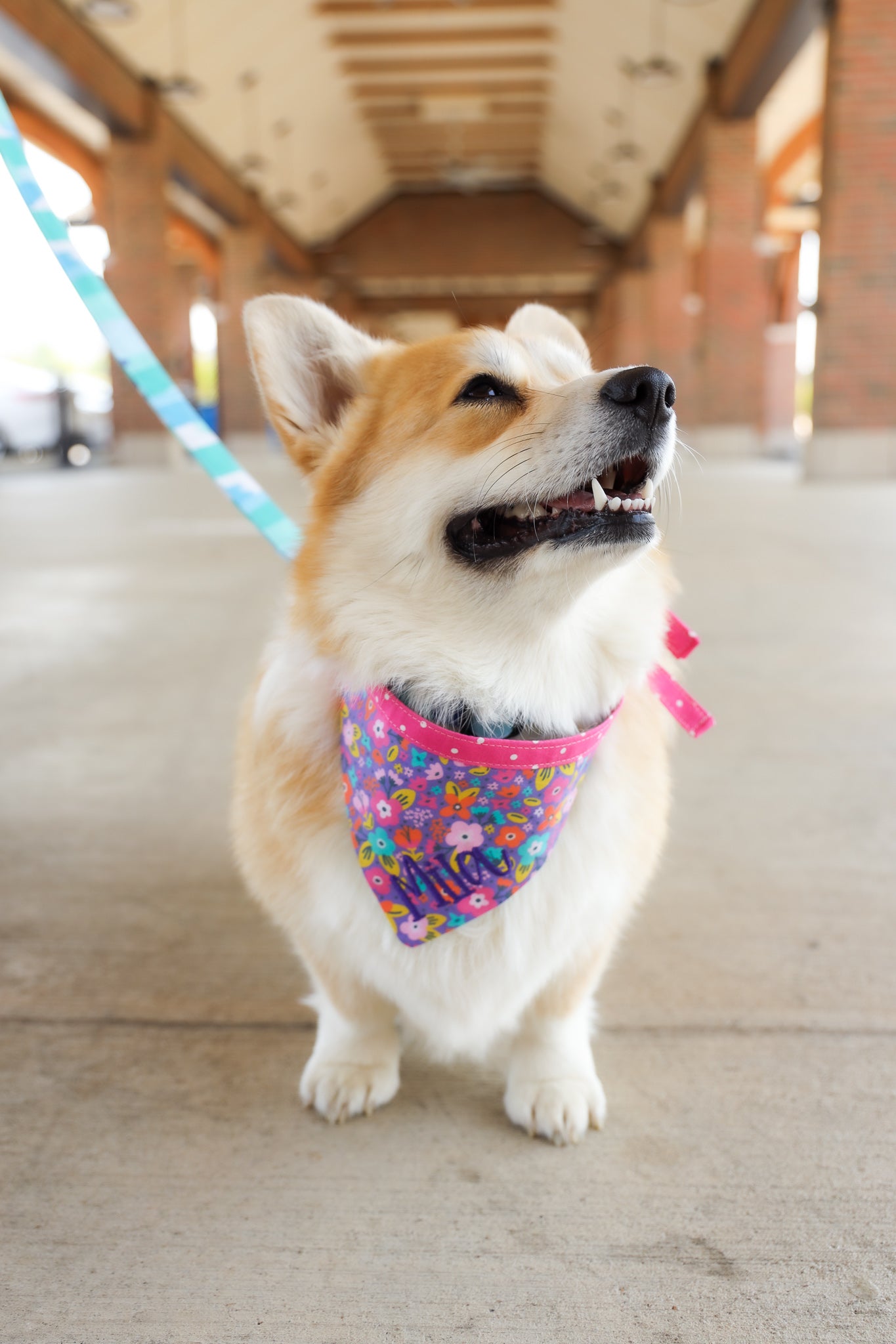 Corgi wearing a personalized bandana by Duke & Fox