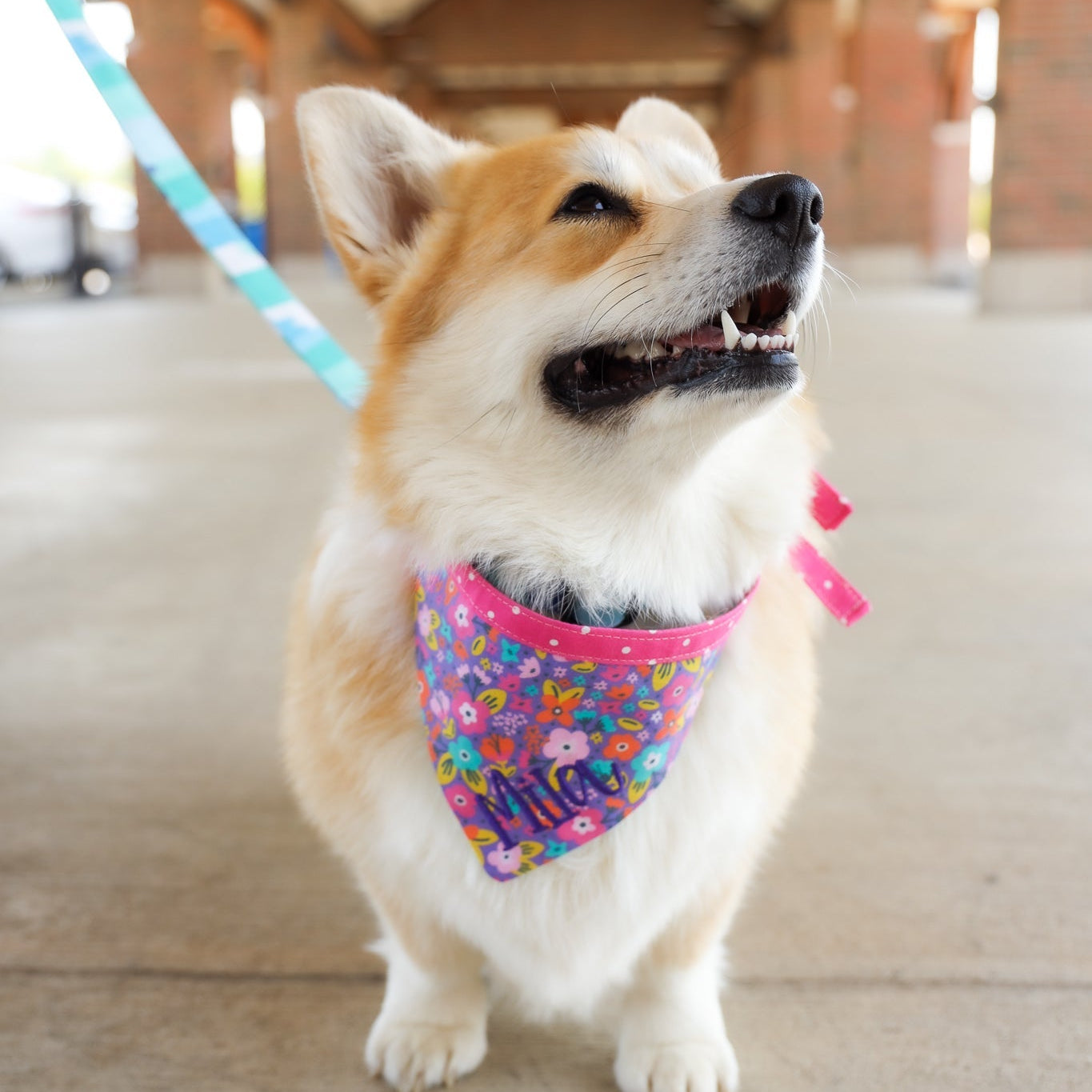 Corgi wearing a personalized bandana by Duke & Fox