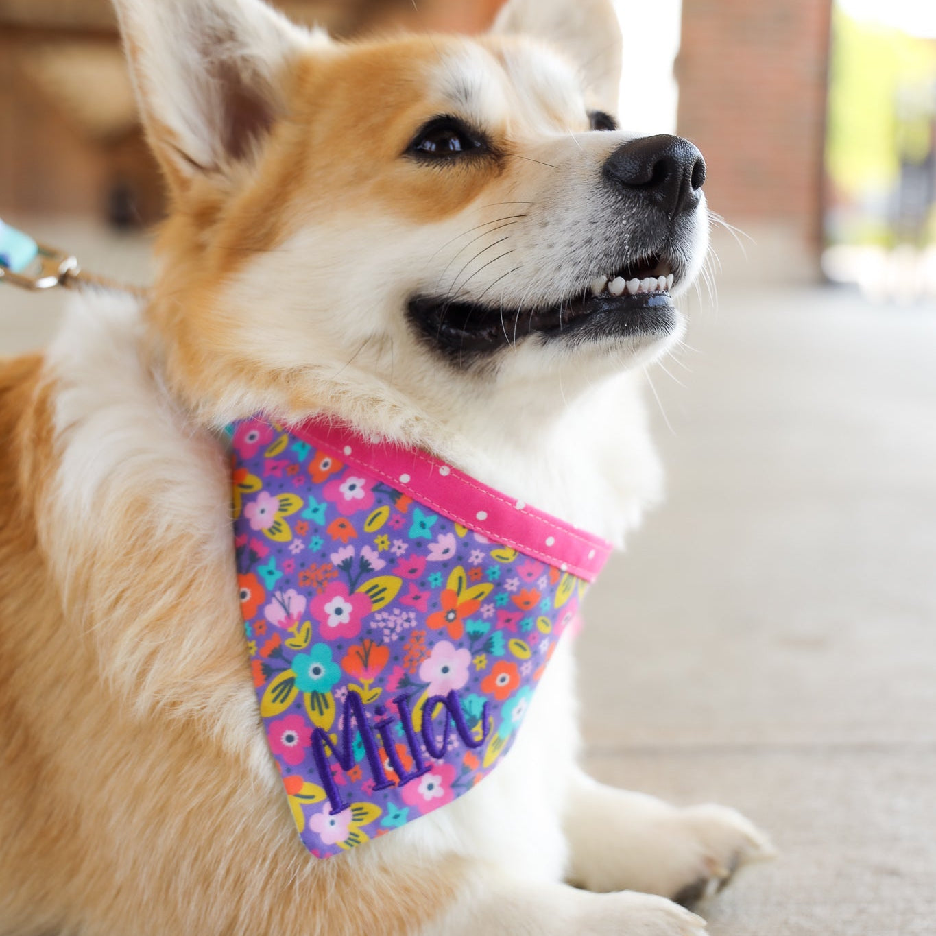 A welsh corgi wearing a purple personalized bandana