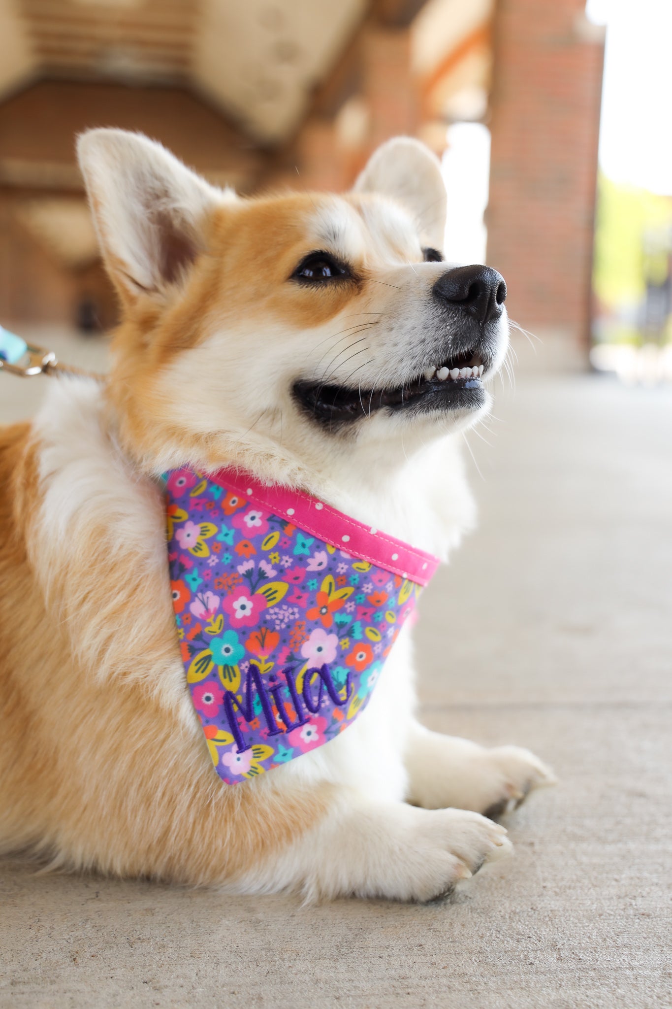 A welsh corgi wearing a purple personalized bandana