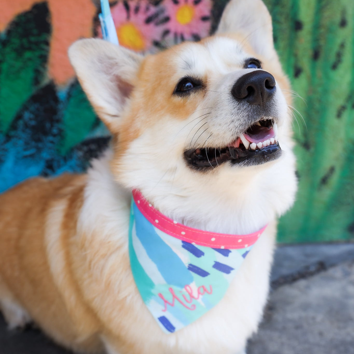 A short haired corgi wearing a personalized bandana.