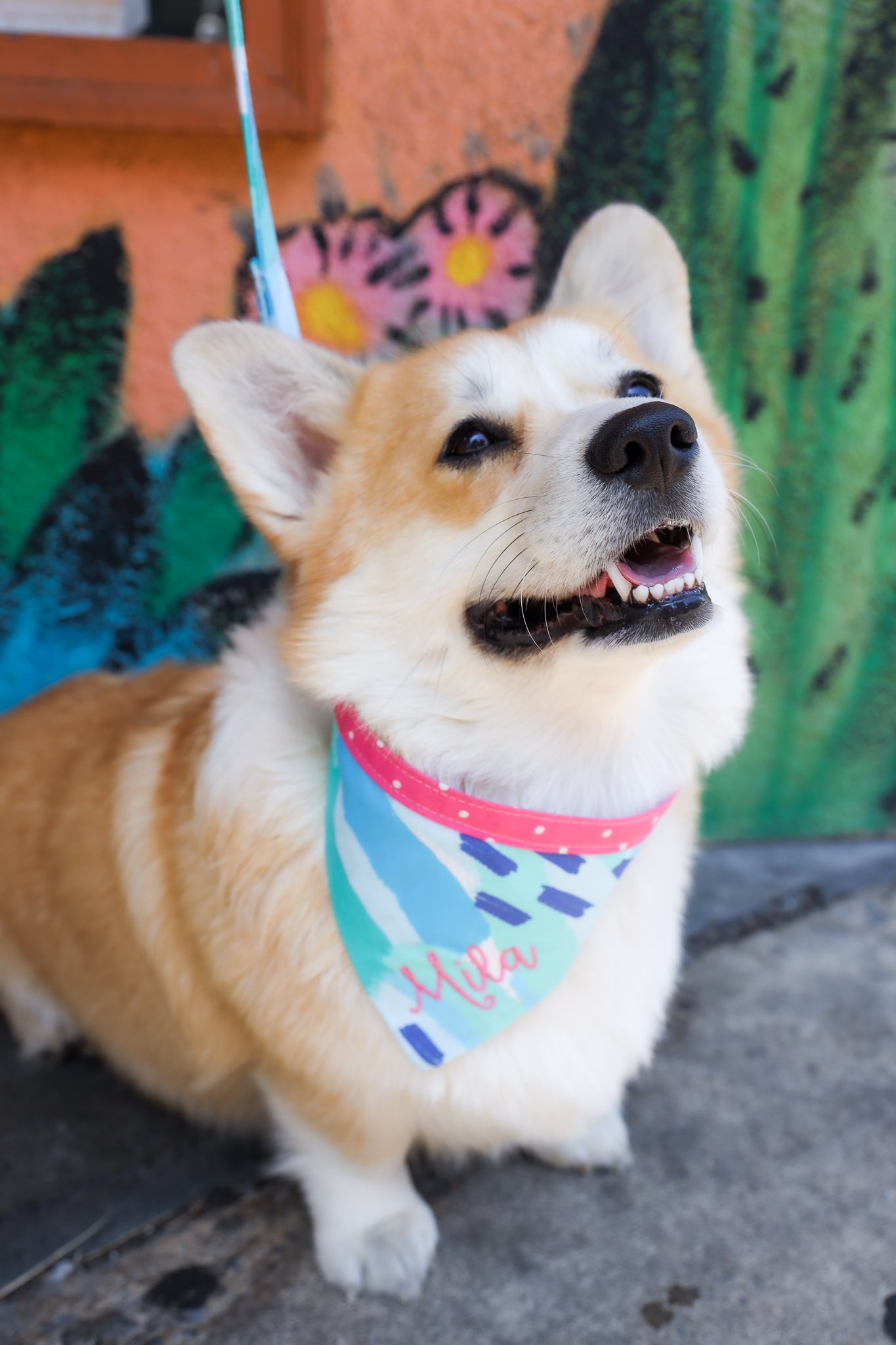 A short haired corgi wearing a personalized bandana.