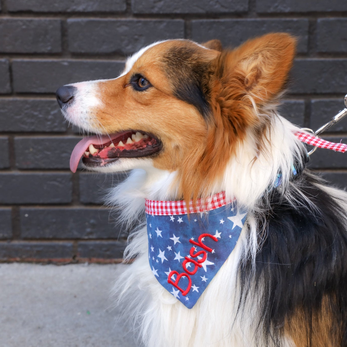 Cardigan corgie wearing a personalized bandana by duke and fox