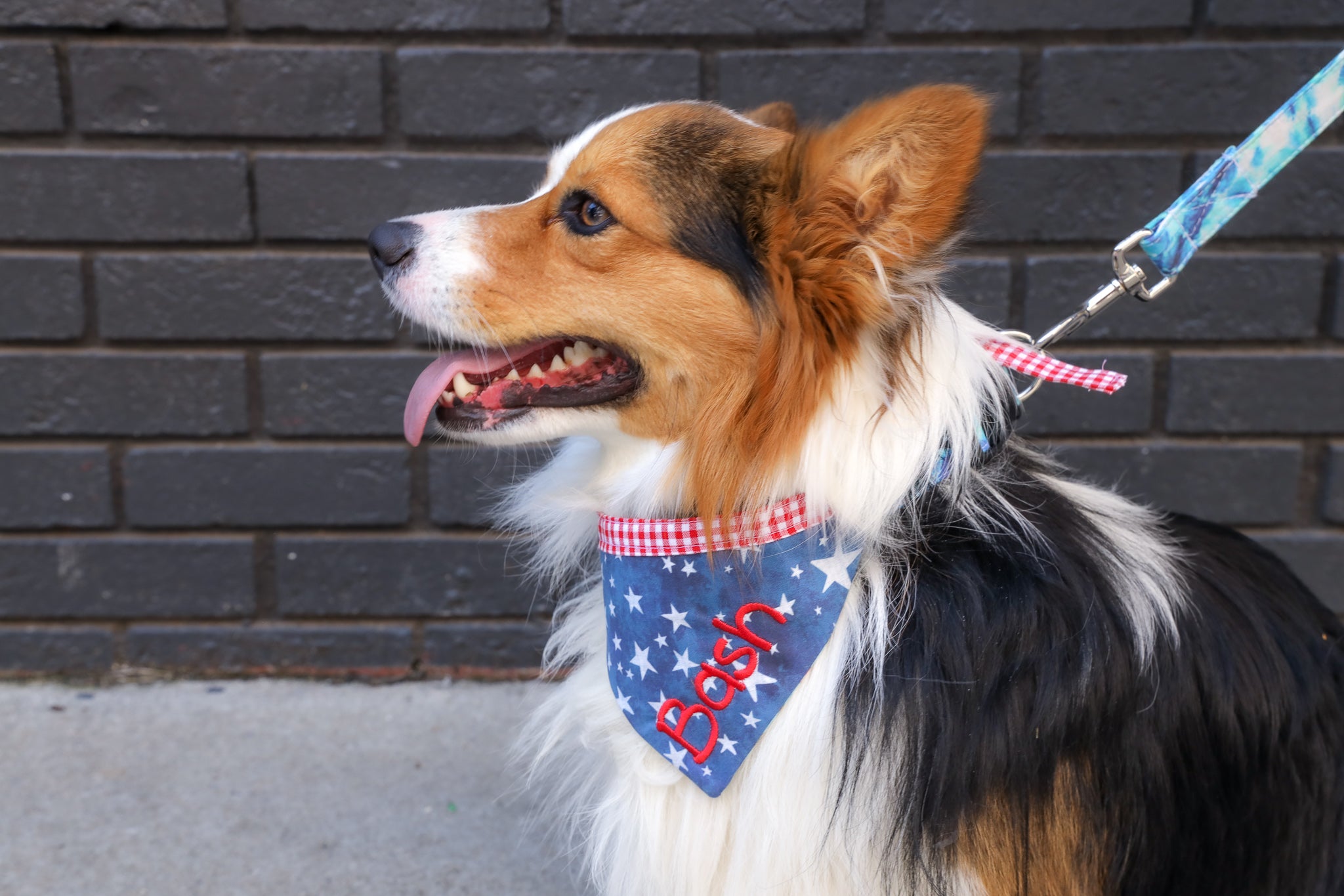 Cardigan corgie wearing a personalized bandana by duke and fox