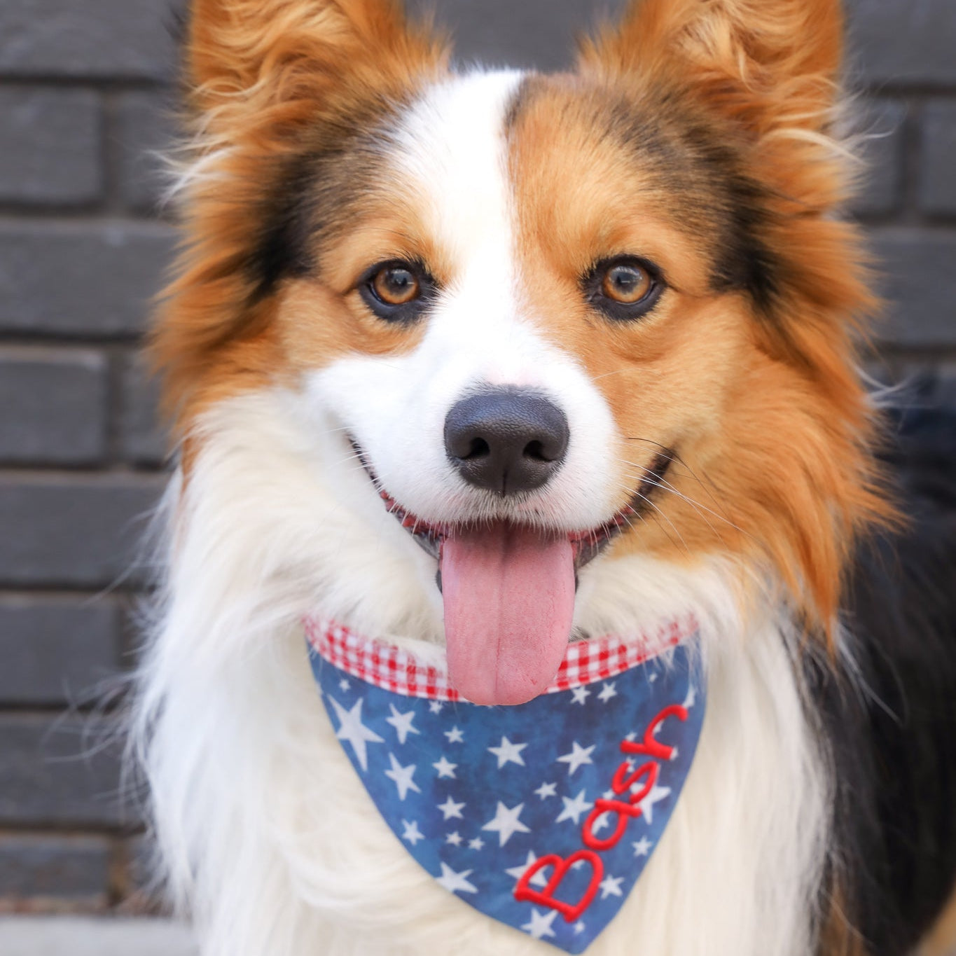 Fluff Corgi wearing a blue star 4th of July bandana with an embroidered name. Corgi with personalized bandana.