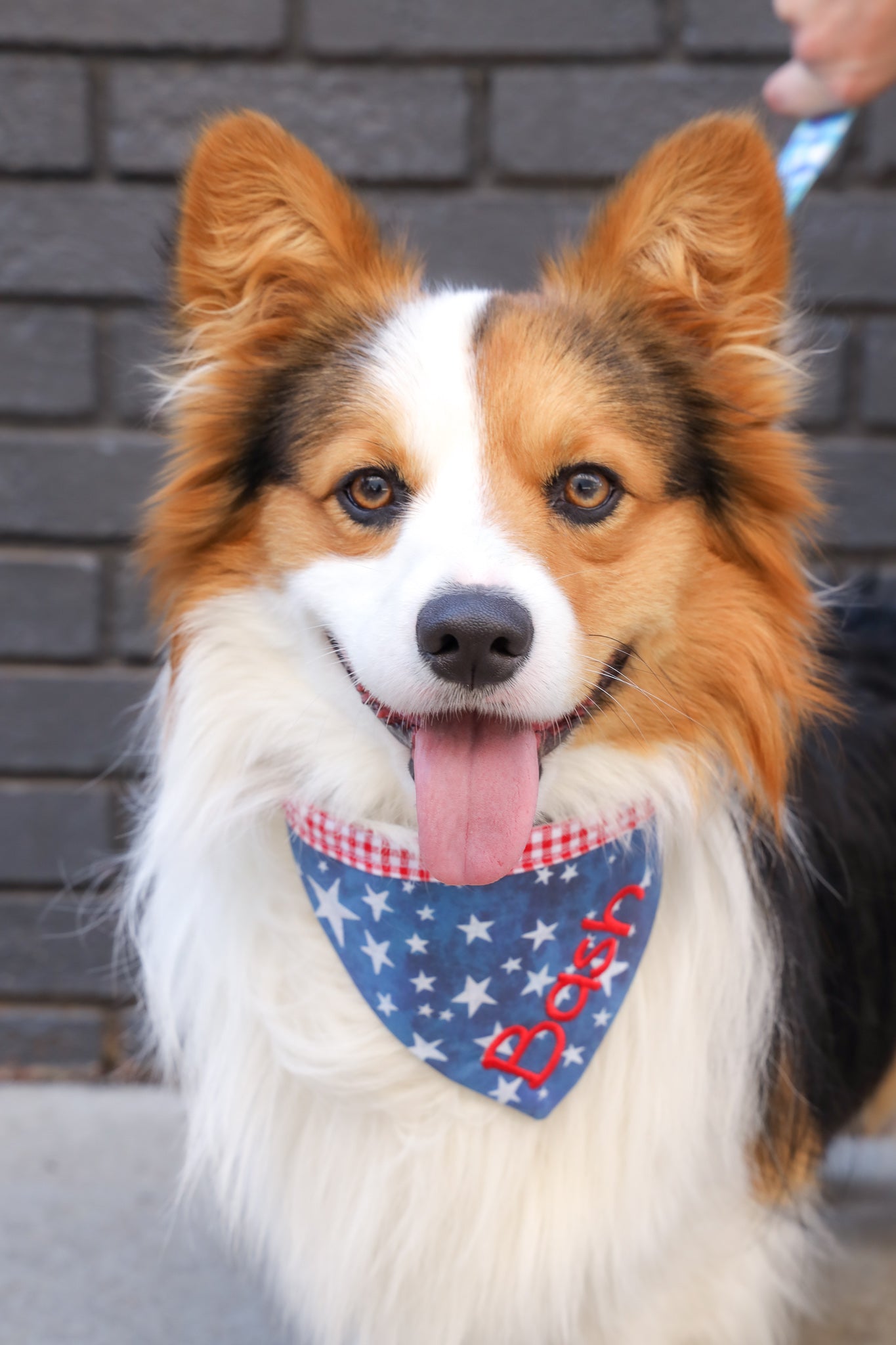 Fluff Corgi wearing a blue star 4th of July bandana with an embroidered name. Corgi with personalized bandana.