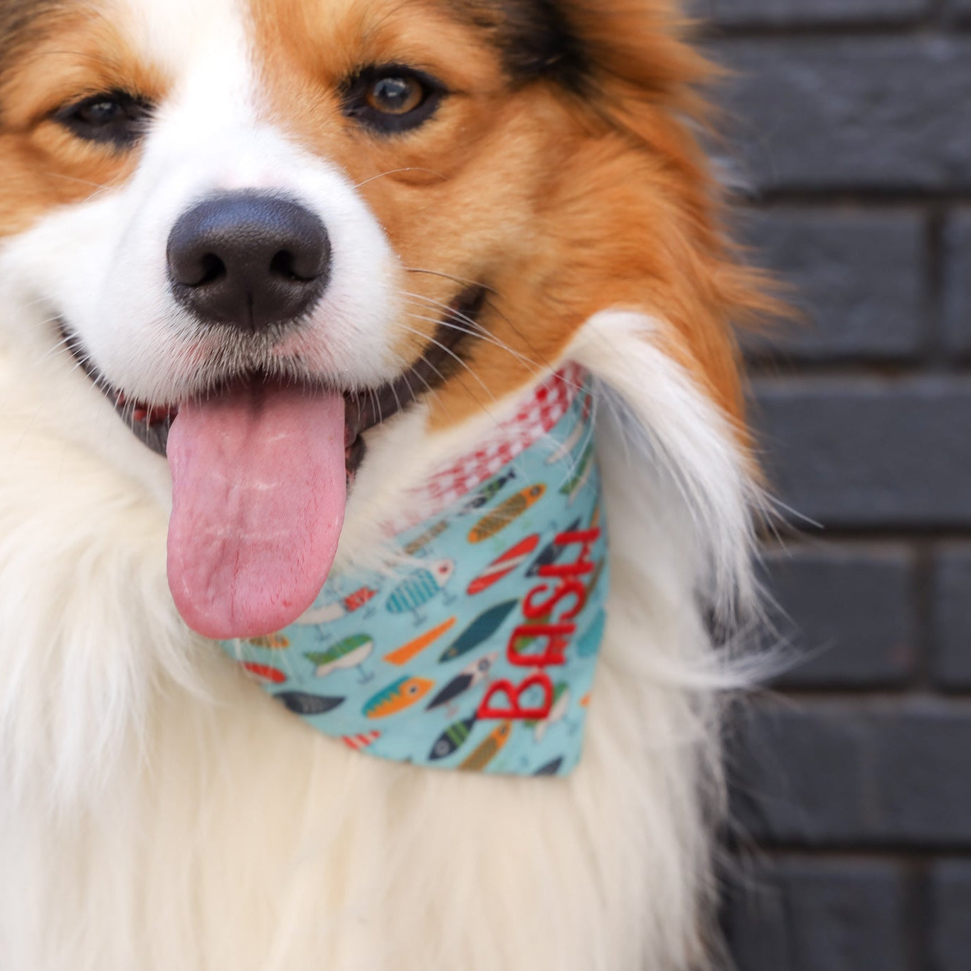 Welsh corgi wearing a personalized dog bandana