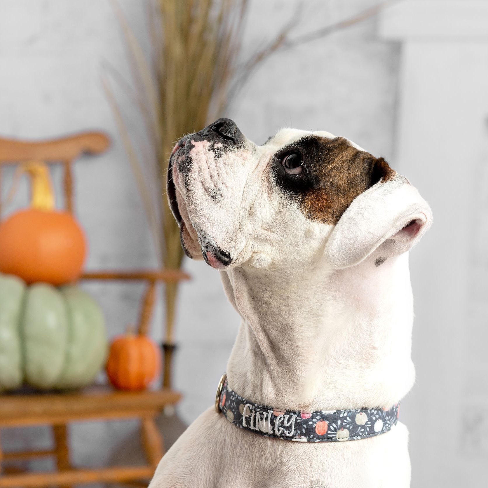 A white boxer wearing a personalized dog collar with pumpkins.