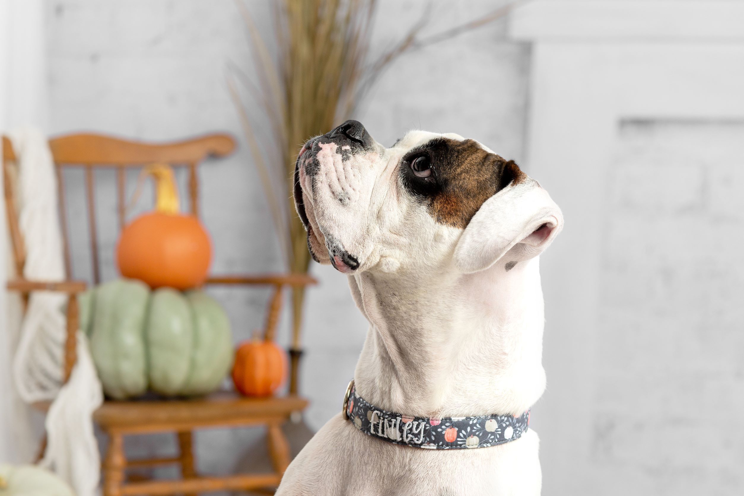 A white boxer wearing a personalized dog collar with pumpkins.