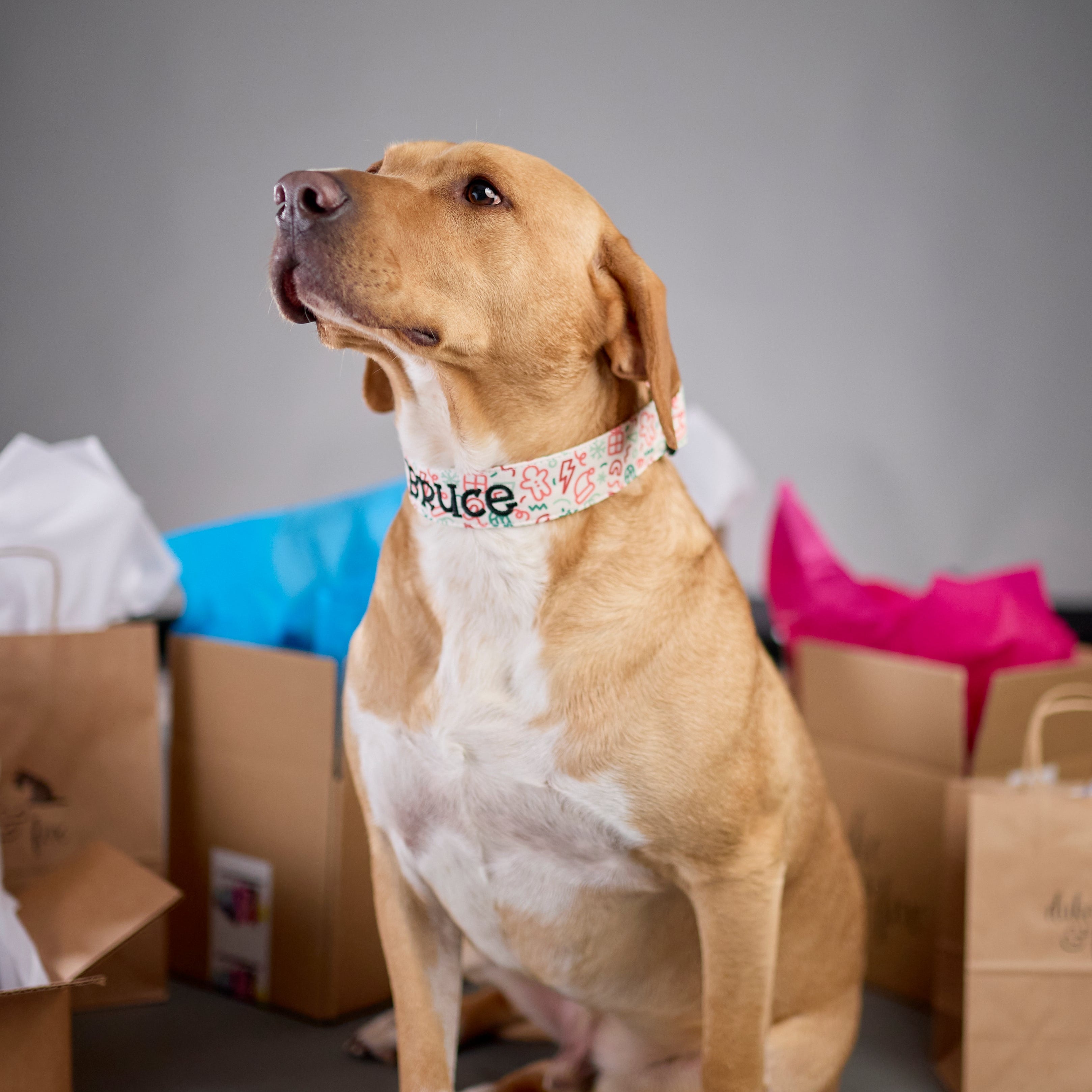 Whether choosing from a traditional dog collar, embroidered dog collar, or engraved buckle dog collar, you’ll find a great selection of personalized dog collars to choose from. Duke & Fox® personalized dog collars come in a variety of unique styles and patterns. Our embroidered collars and engraved buckle collars also add to your dog's safety and your peace of mind with critical contact information should you and your dog get separated. Christmas doodles dog collar.