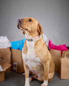 Whether choosing from a traditional dog collar, embroidered dog collar, or engraved buckle dog collar, you’ll find a great selection of personalized dog collars to choose from.  Duke & Fox® personalized dog collars come in a variety of unique styles and patterns. Our embroidered collars and engraved buckle collars also add to your dog's safety and your peace of mind with critical contact information should you and your dog get separated.  Christmas doodles dog collar.