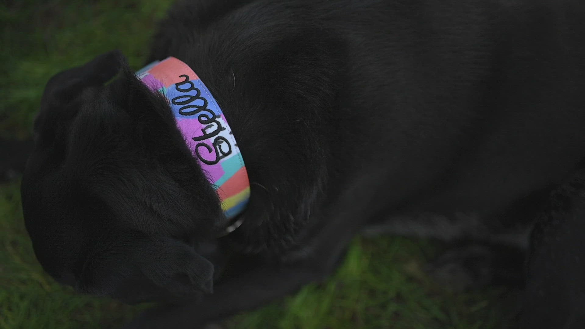 Black Lab wearing a multi colored personalized dog collar. Duke & Fox Embroidered Dog Collar. Pink dog collar with embroidery.