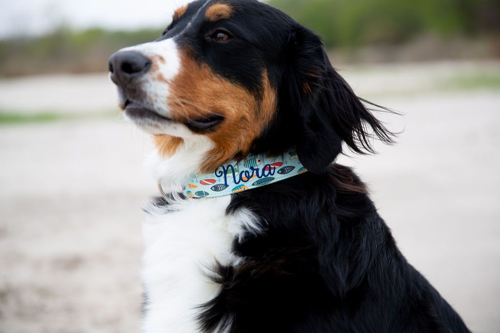 Bernese Mountain Dog on a beach. Nora, the dog is wearing a Duke & fox collar. Personalized Dog Collar with fishing lures and navy thread. Custom dog collar with fishing lures.