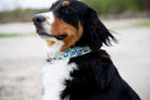 Bernese Mountain Dog on a beach. Nora, the dog is wearing a Duke & fox collar. Personalized Dog Collar with fishing lures and navy thread. Custom dog collar with fishing lures.