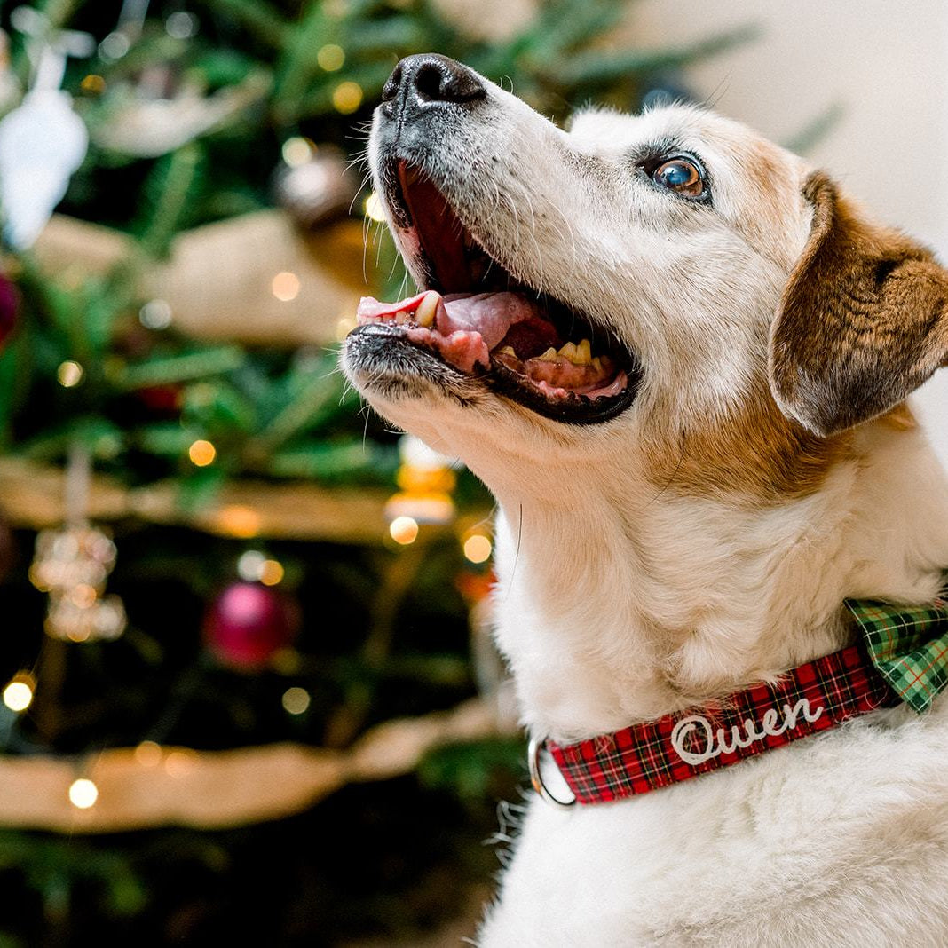 Owen is looking quite dapper in a Duke & Fox personalized dog collar. Custom Dog Collar. Red tartan dog collar embroidered with white thread and paired with a green plaid bow tie. Embroidered Dog Collar .