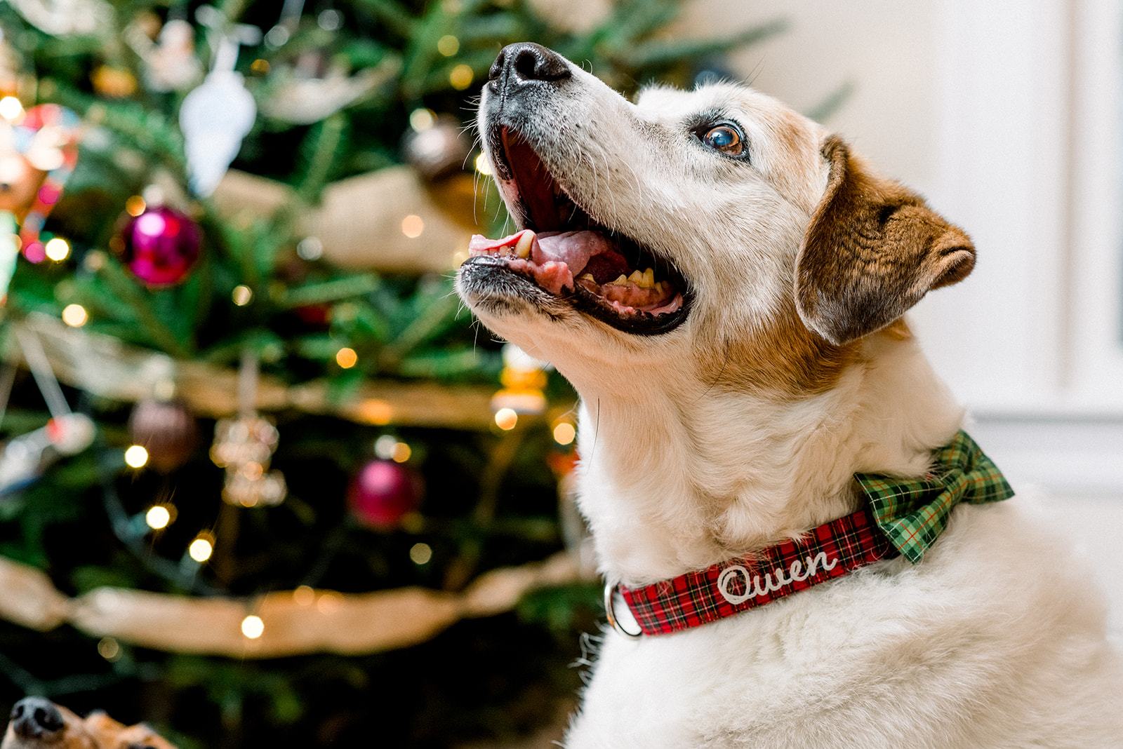 Owen is looking quite dapper in a Duke & Fox personalized dog collar. Custom Dog Collar. Red tartan dog collar embroidered with white thread and paired with a green plaid bow tie.  Embroidered Dog Collar .