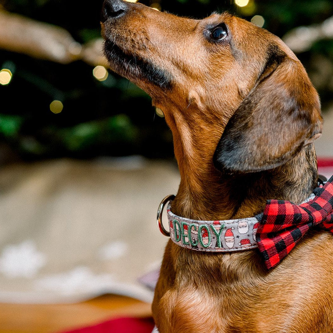 Wiener dog wearing a personalized collar by Duke and socks. Embroidered dog collar. Custom dog collar with Santa Claus and green embroidery thread. Wiener dog wearing buffalo plaid bowtie for dog collar.