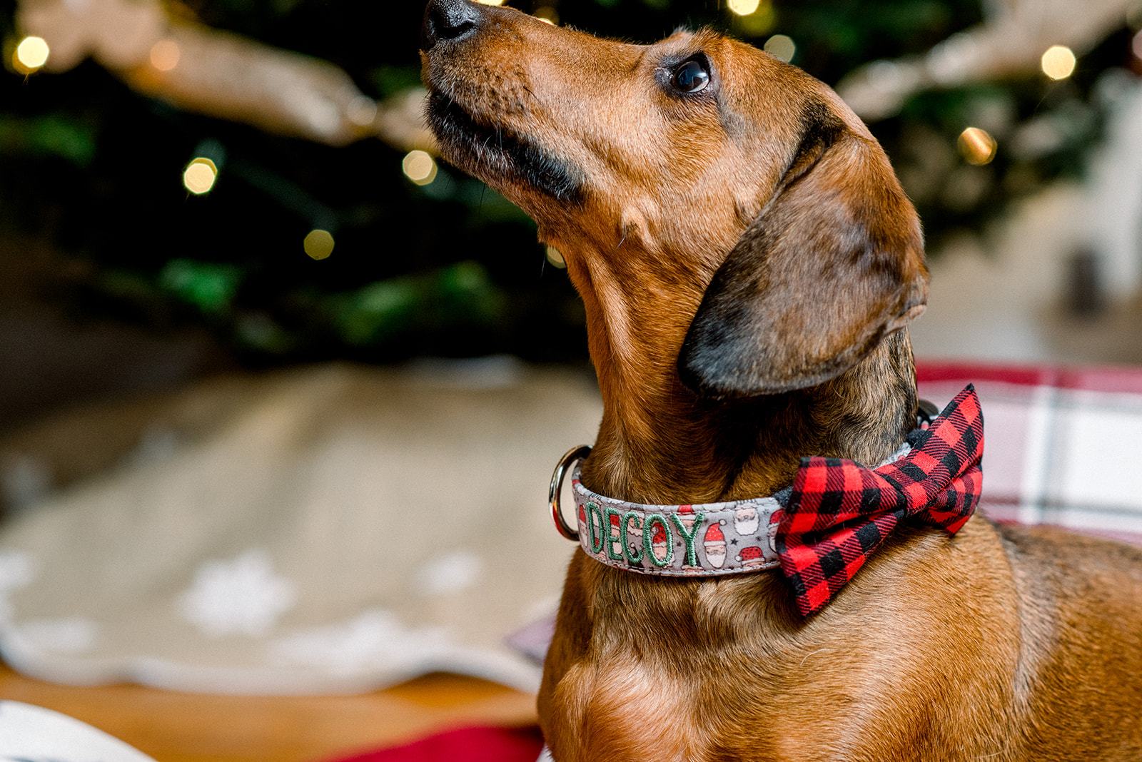 Wiener dog wearing a personalized collar by Duke and socks. Embroidered dog collar. Custom dog collar with Santa Claus and green embroidery thread. Wiener dog wearing buffalo plaid bowtie for dog collar.