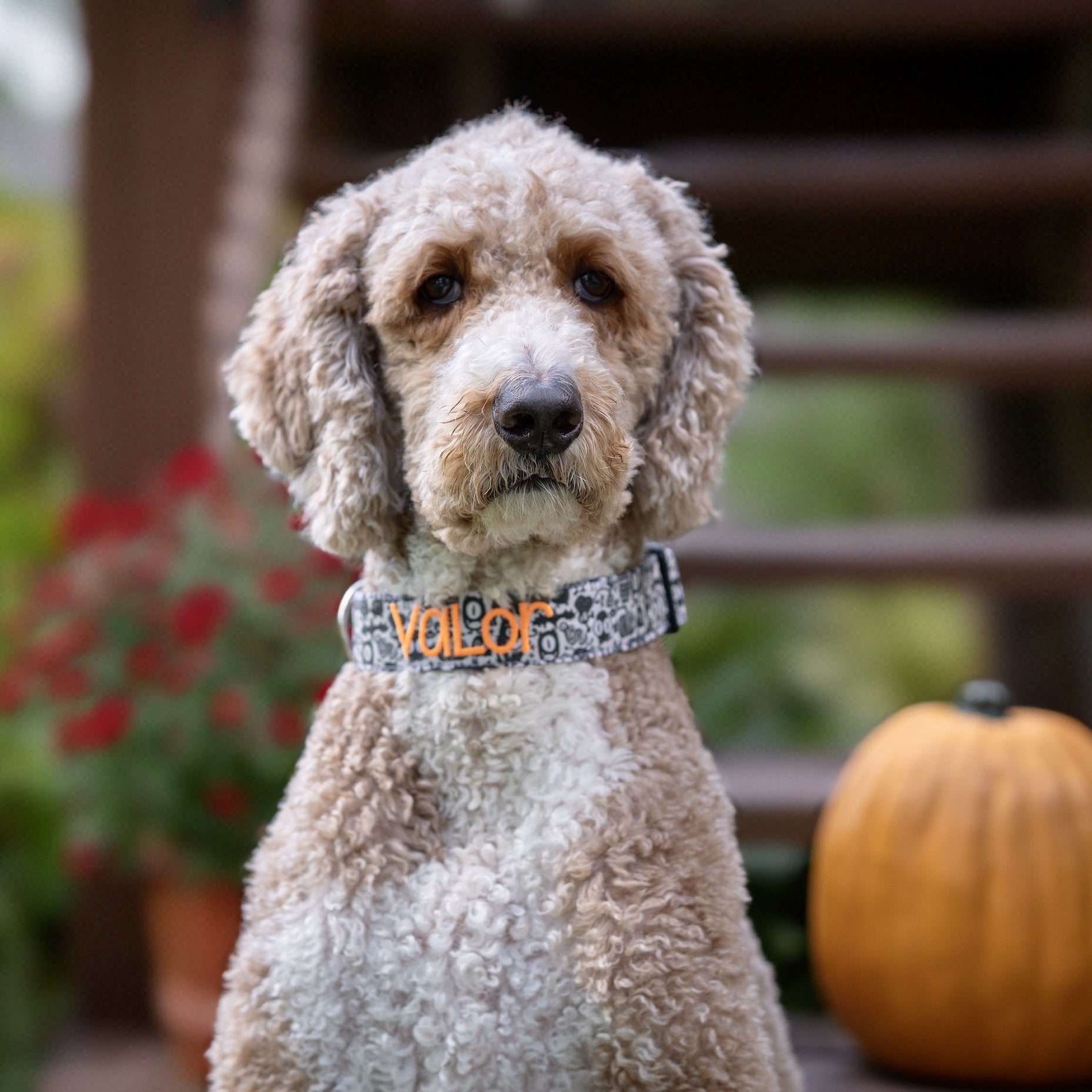A Goldendoodle wearing a personalized dog collar. Embroidered Halloween Dog Collar.