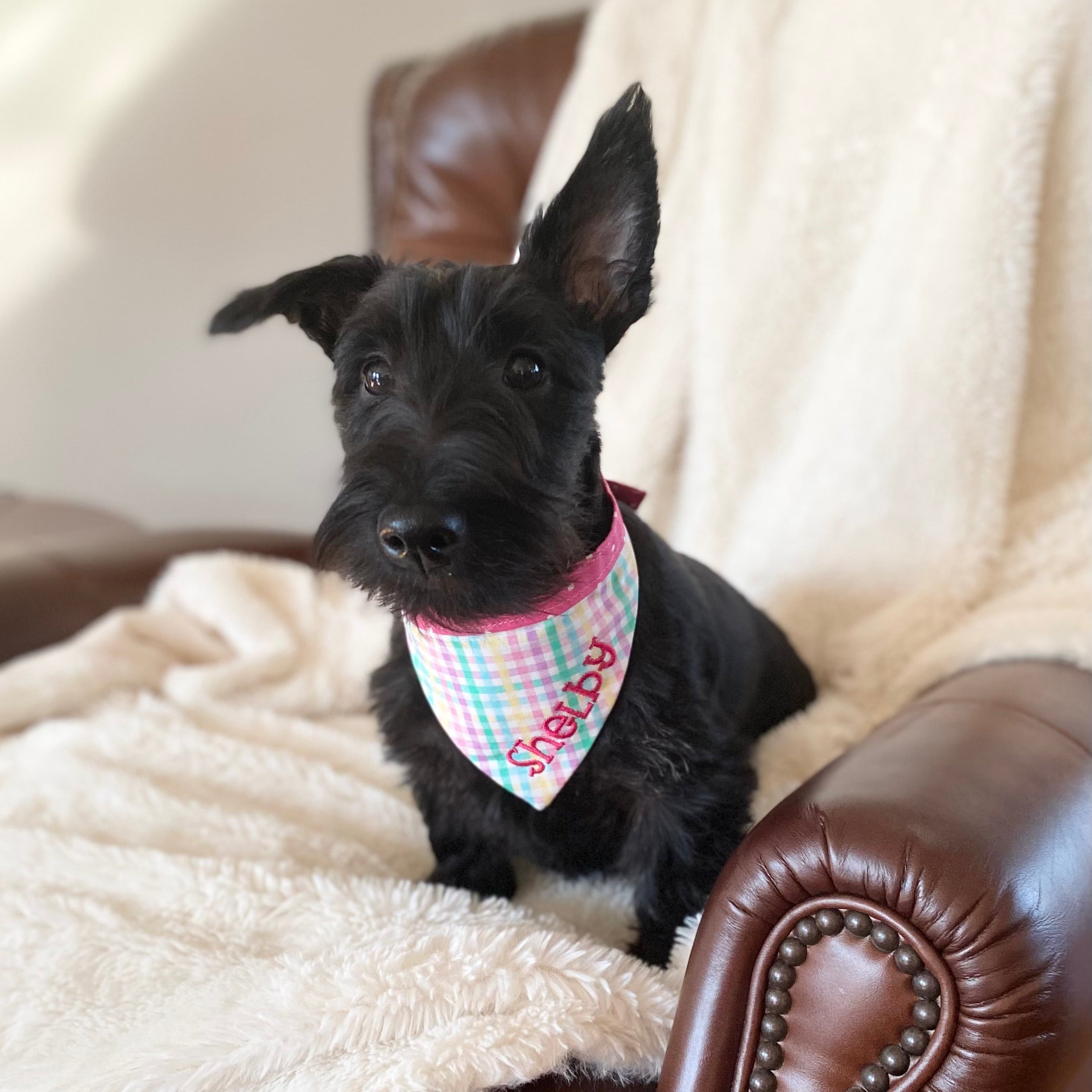 Scottish Terrier wearing a personalized Banadana. Scottish terrier puppy wearing a plaid banadana by duke and fox