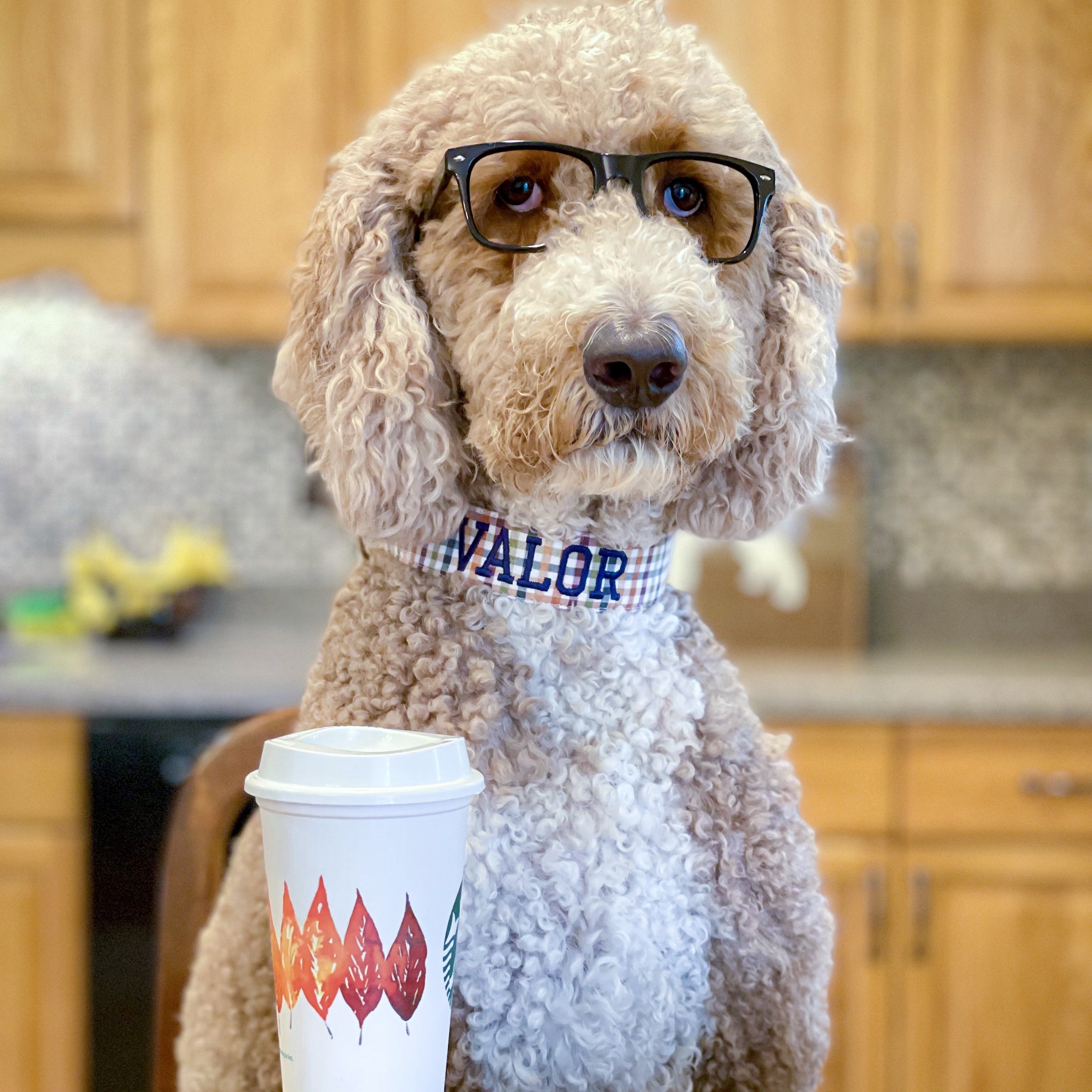 A golden doodle wearing a Duke & Fox embroidered Dog Collar with a Starbucks coffee. The Doodle is wearing a fall gingham dog collar with navy embroidery thread.