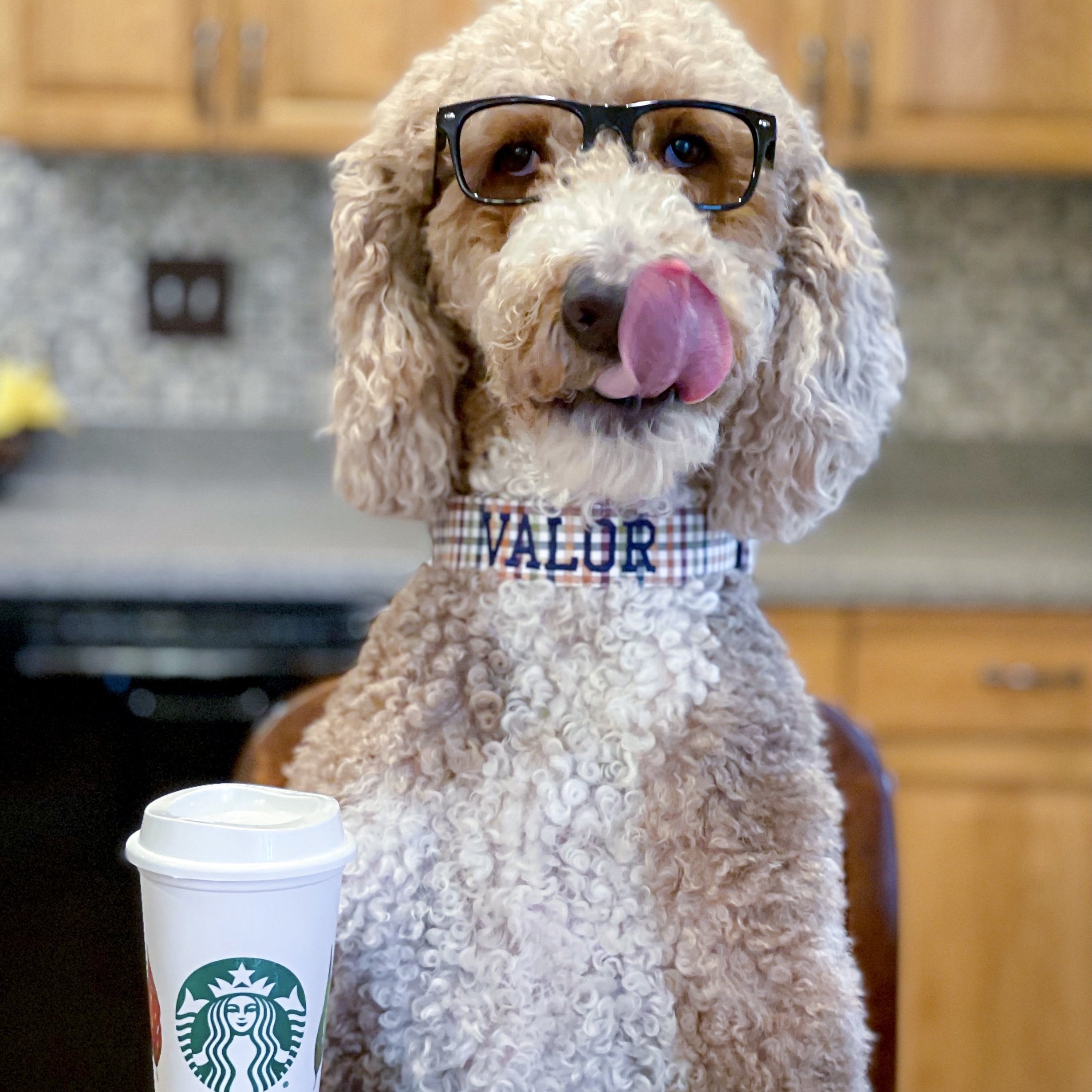 A golden doodle wearing a Duke & Fox embroidered Dog Collar with a Starbucks coffee. The Doodle is wearing a fall gingham dog collar with navy embroidery thread.