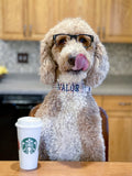 A golden doodle wearing a Duke & Fox embroidered Dog Collar with a Starbucks coffee. The Doodle is wearing a fall gingham dog collar with navy embroidery thread. 