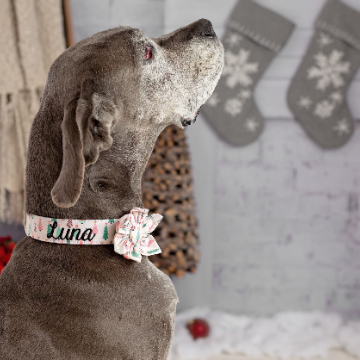 Whether choosing from a traditional dog collar, embroidered dog collar, or engraved buckle dog collar, you’ll find a great selection of personalized dog collars to choose from.  Duke & Fox® personalized dog collars come in a variety of unique styles and patterns. Our embroidered collars and engraved buckle collars also add to your dog's safety and your peace of mind with critical contact information should you and your dog get separated.   Dog wearing pink Christmas tree dog collar with matching flower.