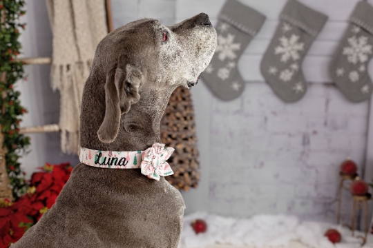 Whether choosing from a traditional dog collar, embroidered dog collar, or engraved buckle dog collar, you’ll find a great selection of personalized dog collars to choose from.  Duke & Fox® personalized dog collars come in a variety of unique styles and patterns. Our embroidered collars and engraved buckle collars also add to your dog's safety and your peace of mind with critical contact information should you and your dog get separated.   Dog wearing pink Christmas tree dog collar with matching flower.