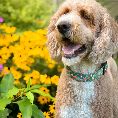 Whether choosing from a traditional dog collar, embroidered dog collar, or engraved buckle dog collar, you’ll find a great selection of personalized dog collars to choose from. Duke & Fox® personalized dog collars come in a variety of unique styles and patterns. Our embroidered collars and engraved buckle collars also add to your dog's safety and your peace of mind with critical contact information should you and your dog get separated. Doodle wearing a gnome collar in a flower garden.